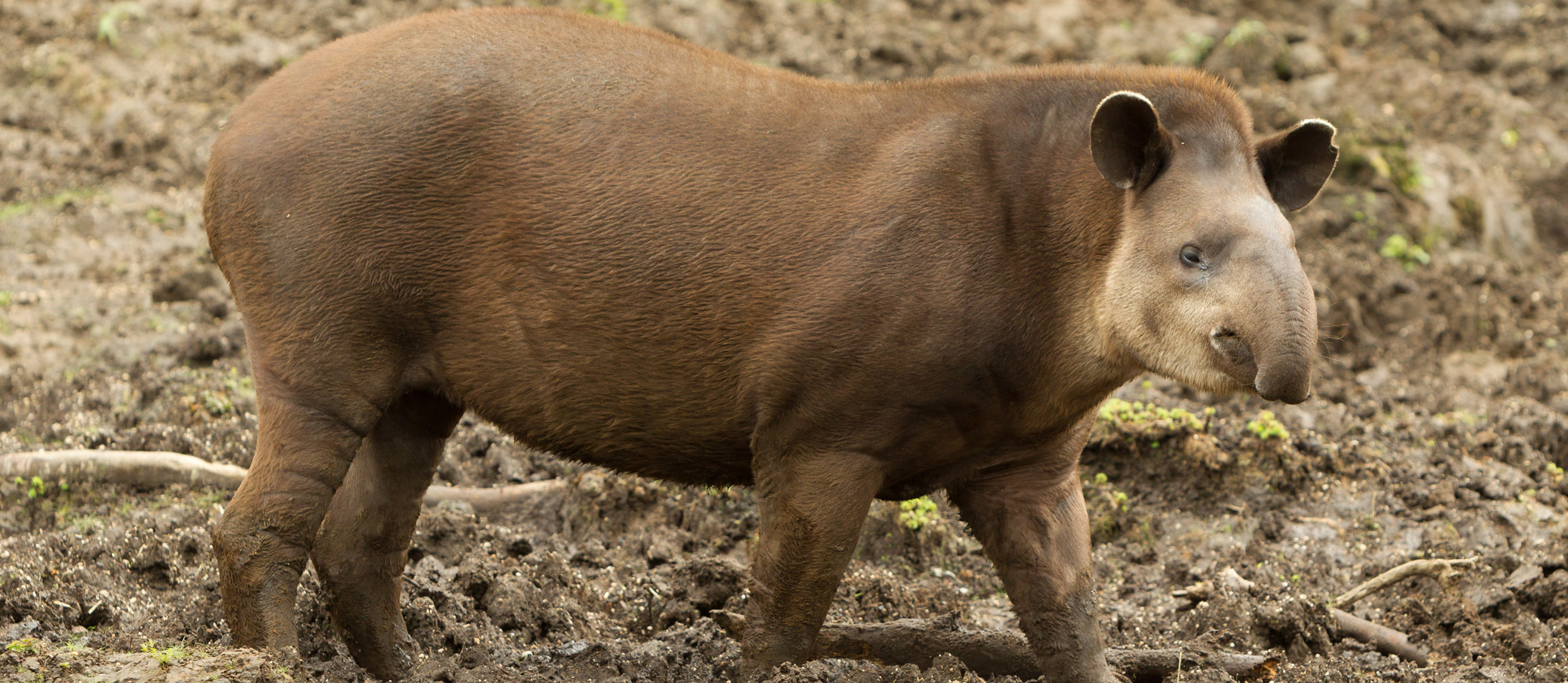 Tapir game, Ecuador, Local game, Tapir, 2800x1220 Dual Screen Desktop