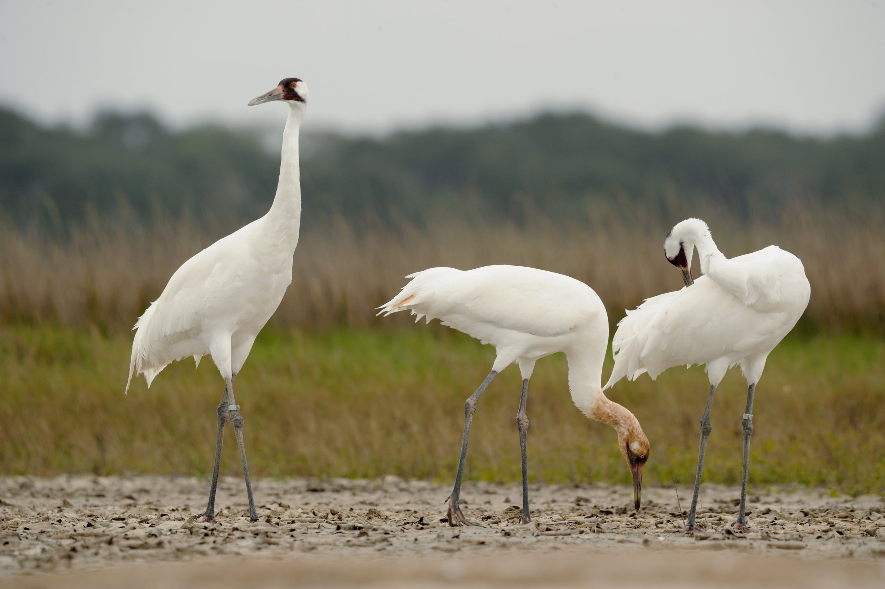 Whooping crane wallpapers, Majestic bird, Endangered species, Nature's marvel, 3000x2000 HD Desktop