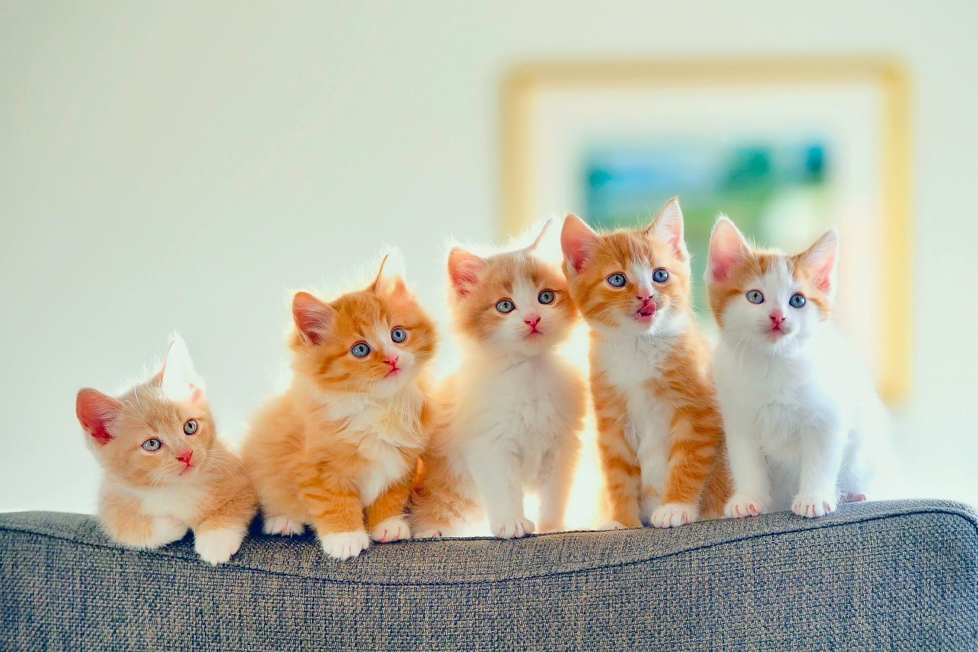 five ginger kittens, grey fabric sofa back, living room interior, HD Desktop wallpaper