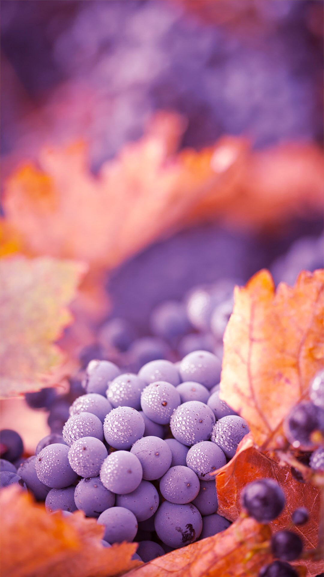 Autumn fruit art, Vibrant iPhone wallpaper, Fall foliage, Captivating colors, 1080x1920 Full HD Phone