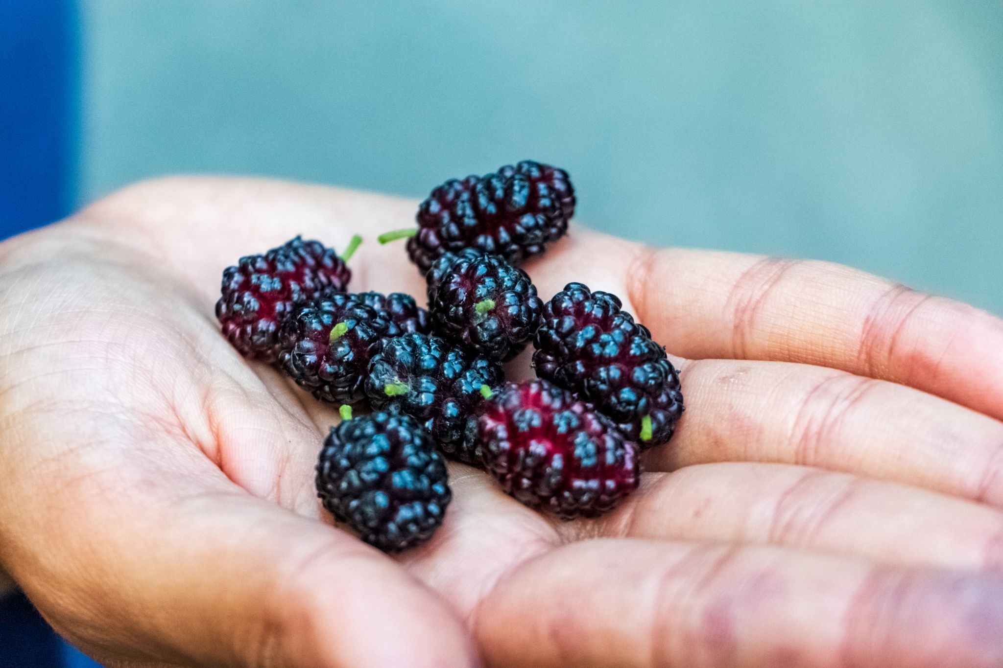 Mulberry recipes, Backyard harvest, Creative uses, Culinary delights, 2050x1370 HD Desktop
