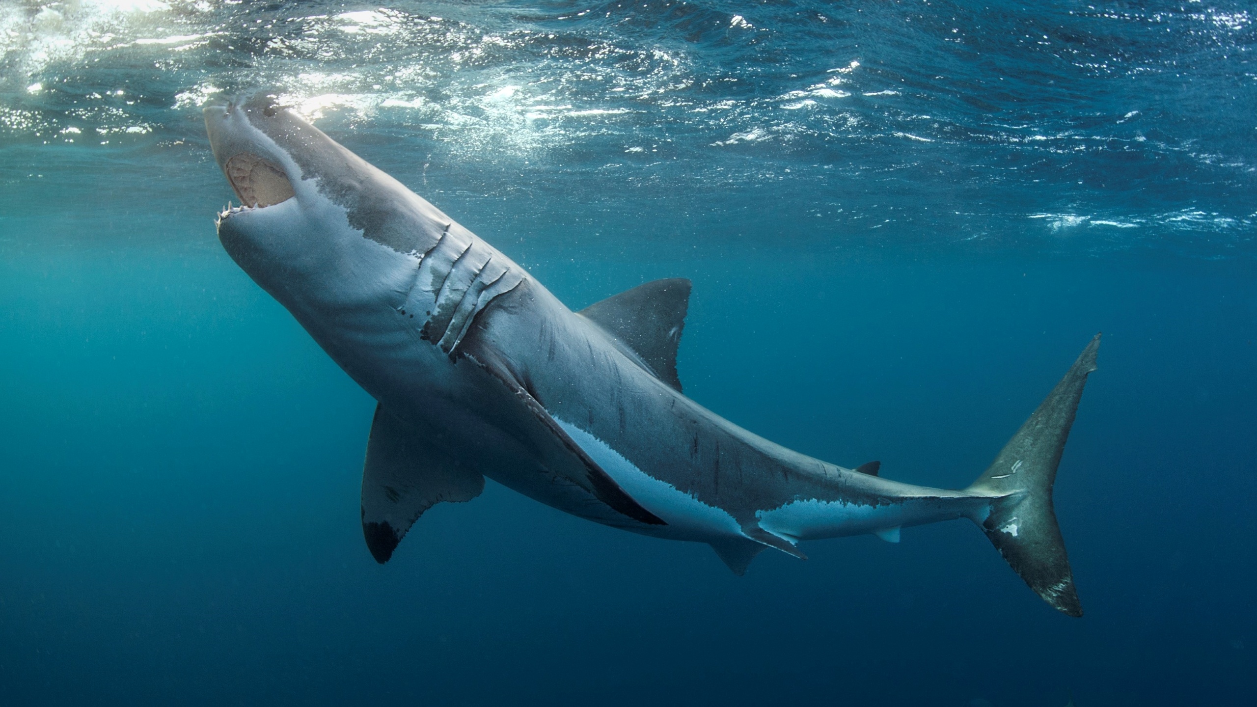 Great white sharks, Prey live science, Difference between humans, White sharks can't, 2560x1440 HD Desktop