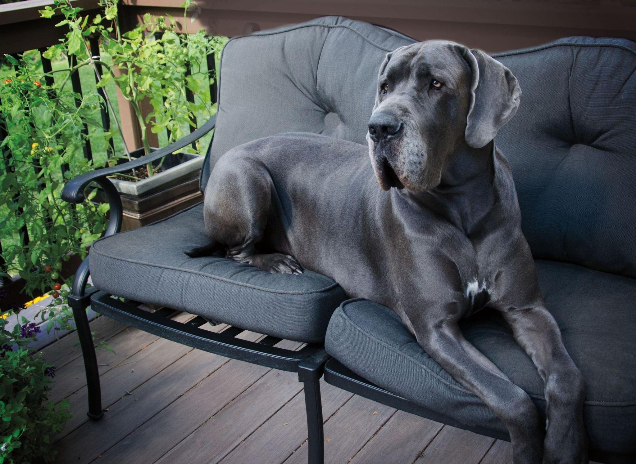 Great Dane, Breed characteristics, Must-know information, Health tips, 2050x1500 HD Desktop