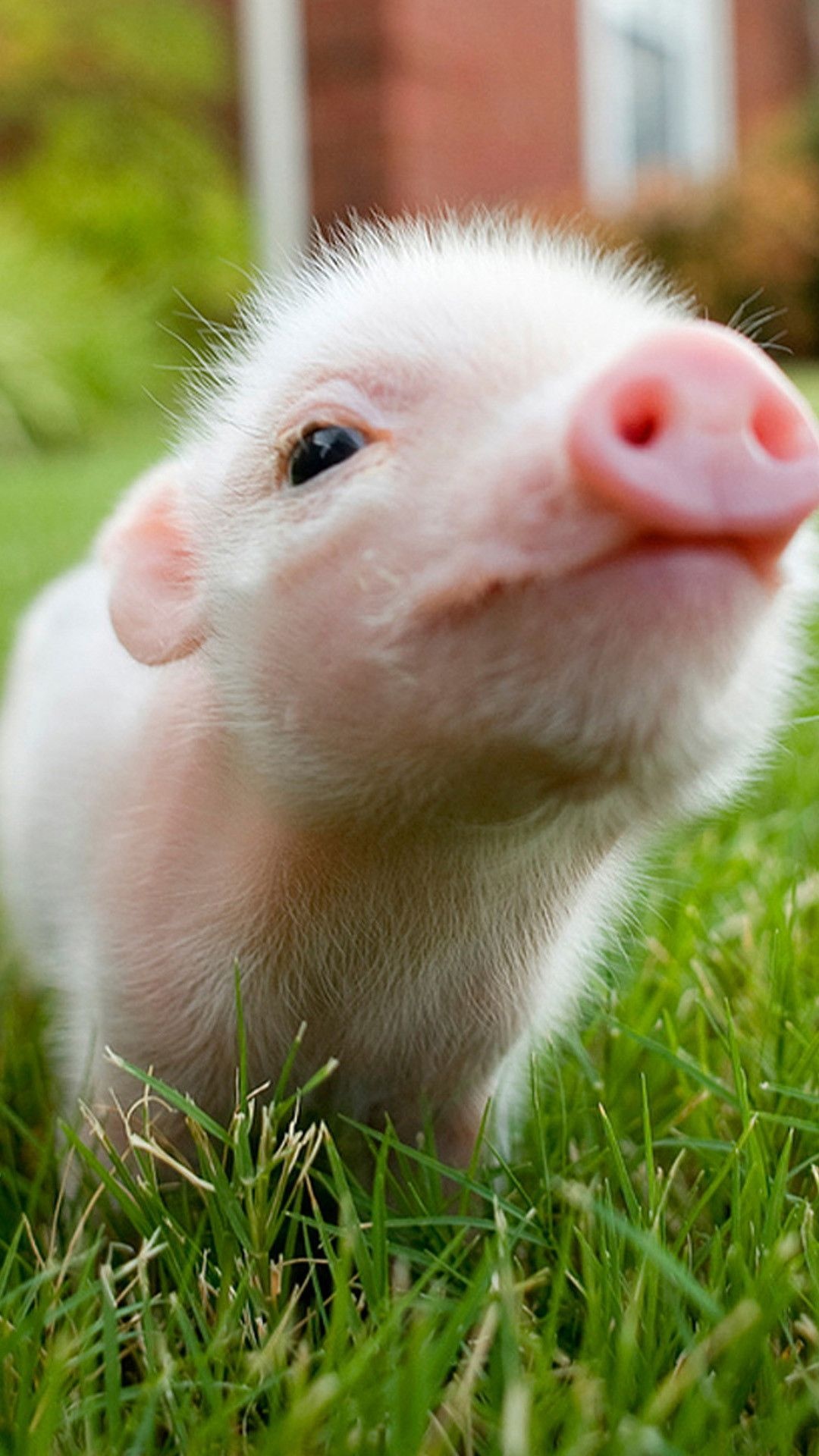 Baby pig, Farm Animals Wallpaper, 1080x1920 Full HD Phone