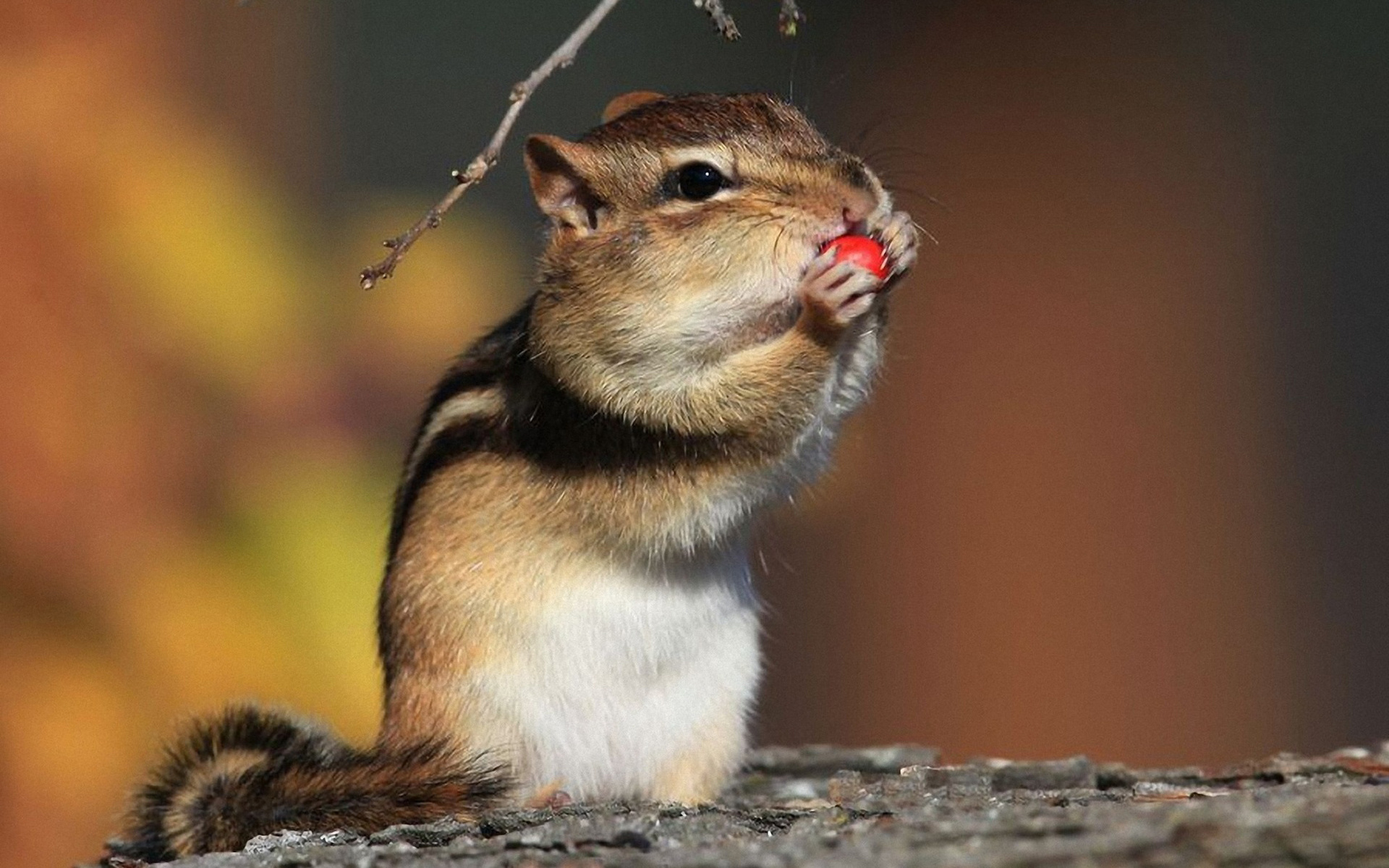 Branch with chipmunk, Berry feast, Rodent's snack, Wallpaper delight, 1920x1200 HD Desktop