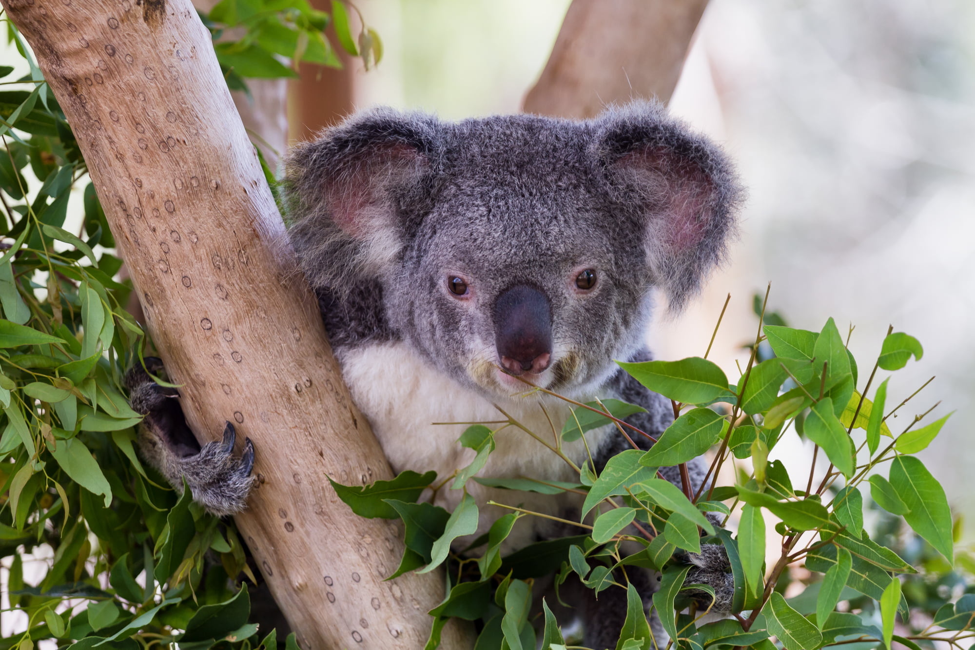 Koala bear, Brown tree trunk, Leaves, Wallpaper, 2000x1340 HD Desktop