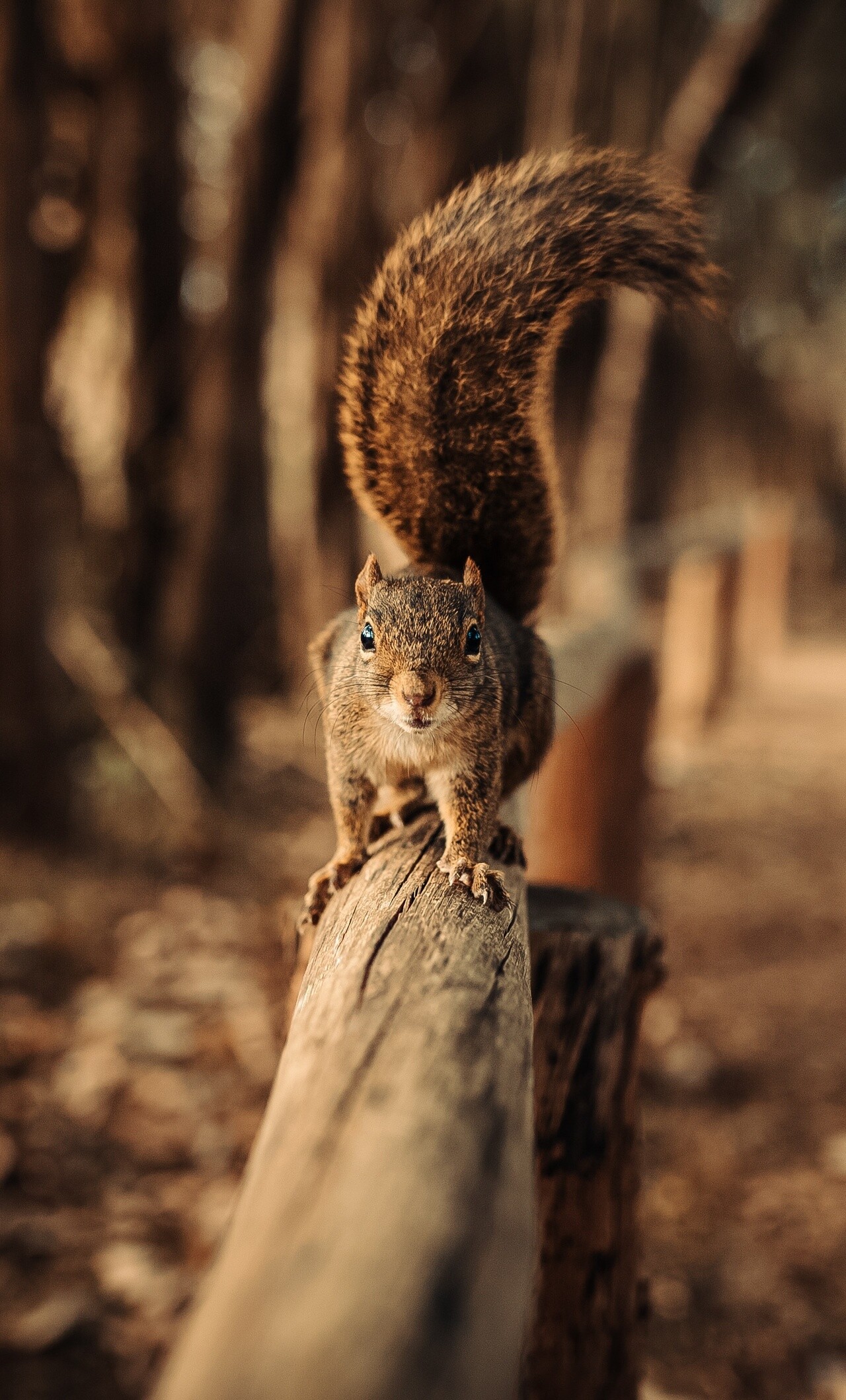 Fence-walking squirrel, HD wildlife photography, Picture-perfect shot, Nature's balance, 1280x2120 HD Phone