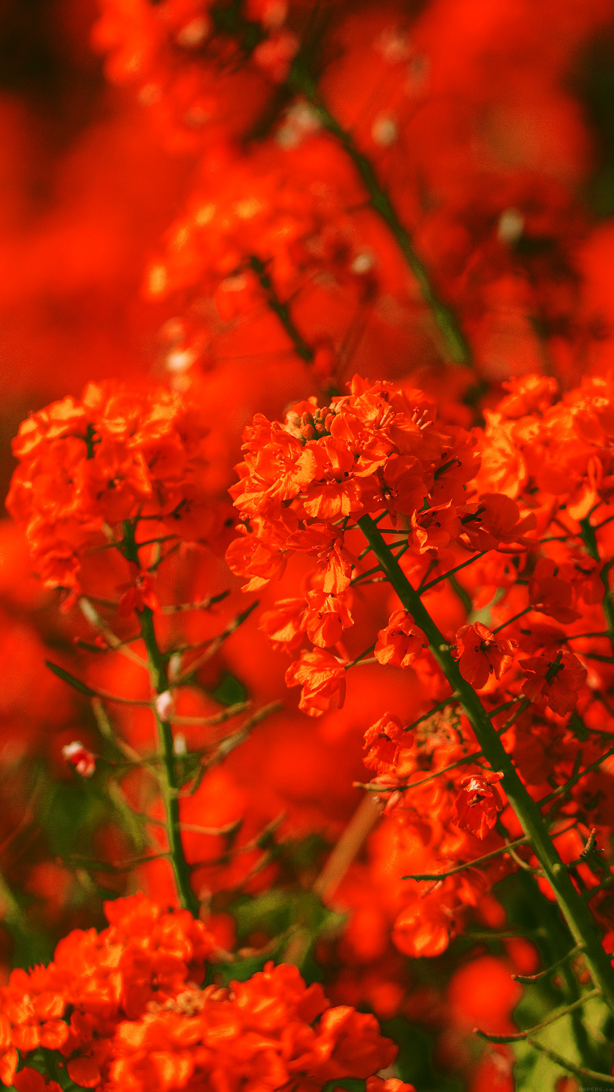 red wallflower blossoms, flowering plant stems, warm red floral bokeh, HD Phone wallpaper