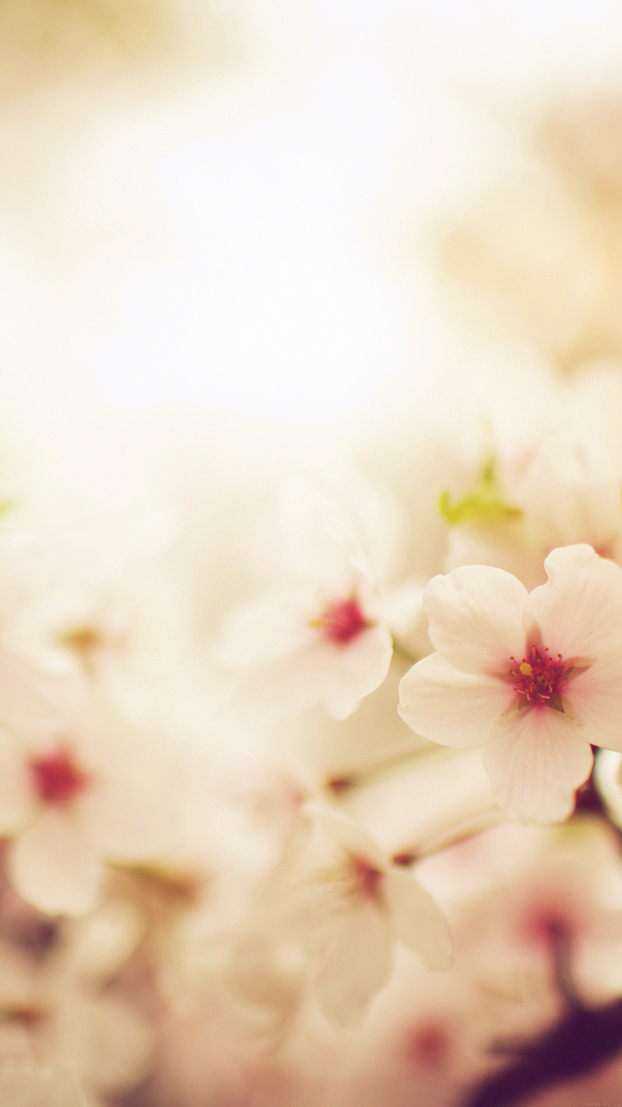 Blooming sakura blossoms, Soft floral bokeh, Warm sunlight glow, HD Phone wallpaper