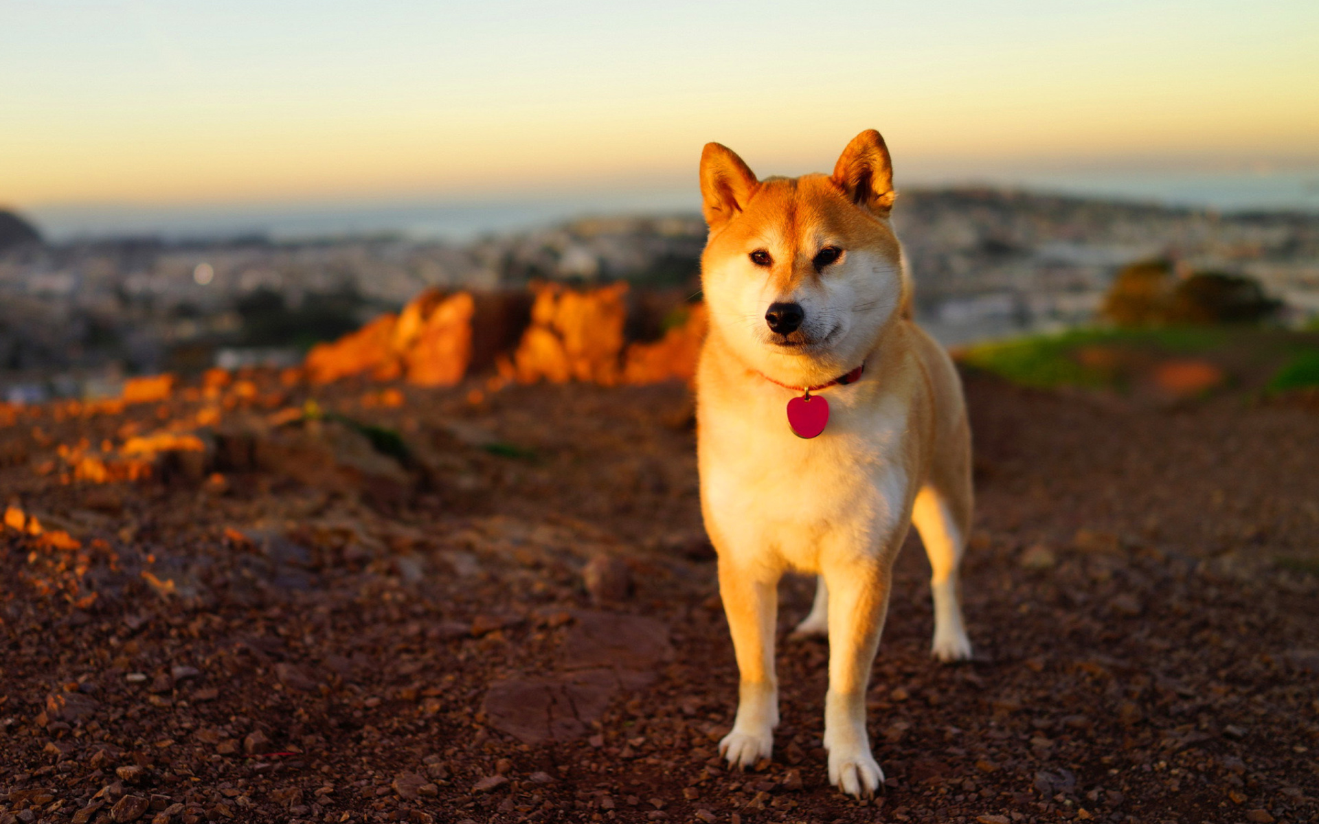 Dogs akita inu wallpaper, widescreen desktop pc, 1920x1200 HD Desktop