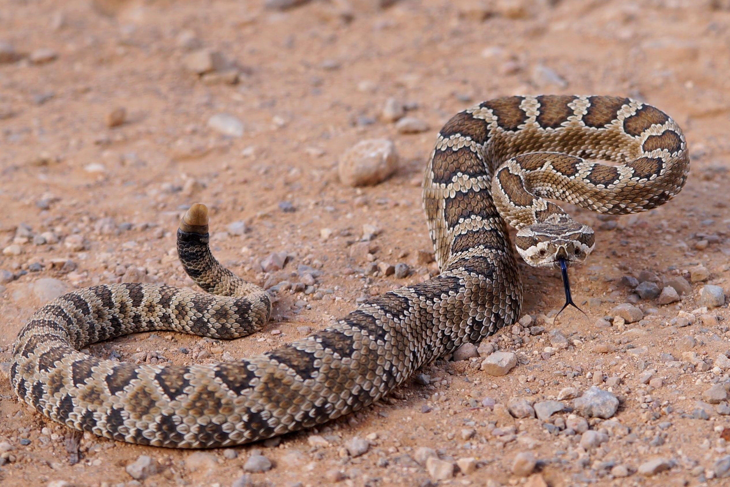 Rattlesnake strike, Lightning-fast motion, Deadly accuracy, Nature's defense, 2530x1690 HD Desktop