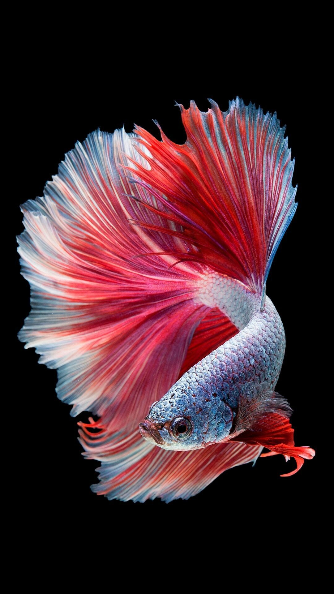 Fish wallpapers, Underwater gallery, Aquatic charm, Nature's aquarium, 1080x1920 Full HD Phone