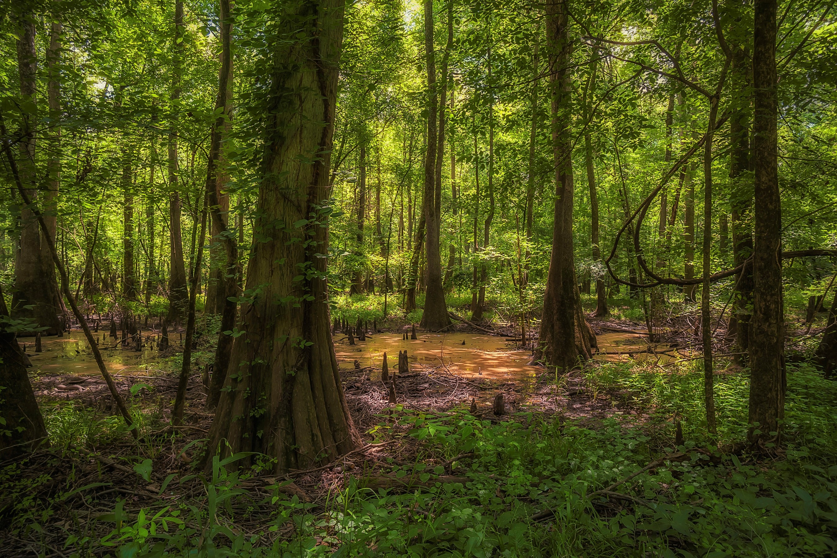 Forest in North Carolina, Serene and verdant, Natural beauty, HD wallpaper, 2700x1800 HD Desktop