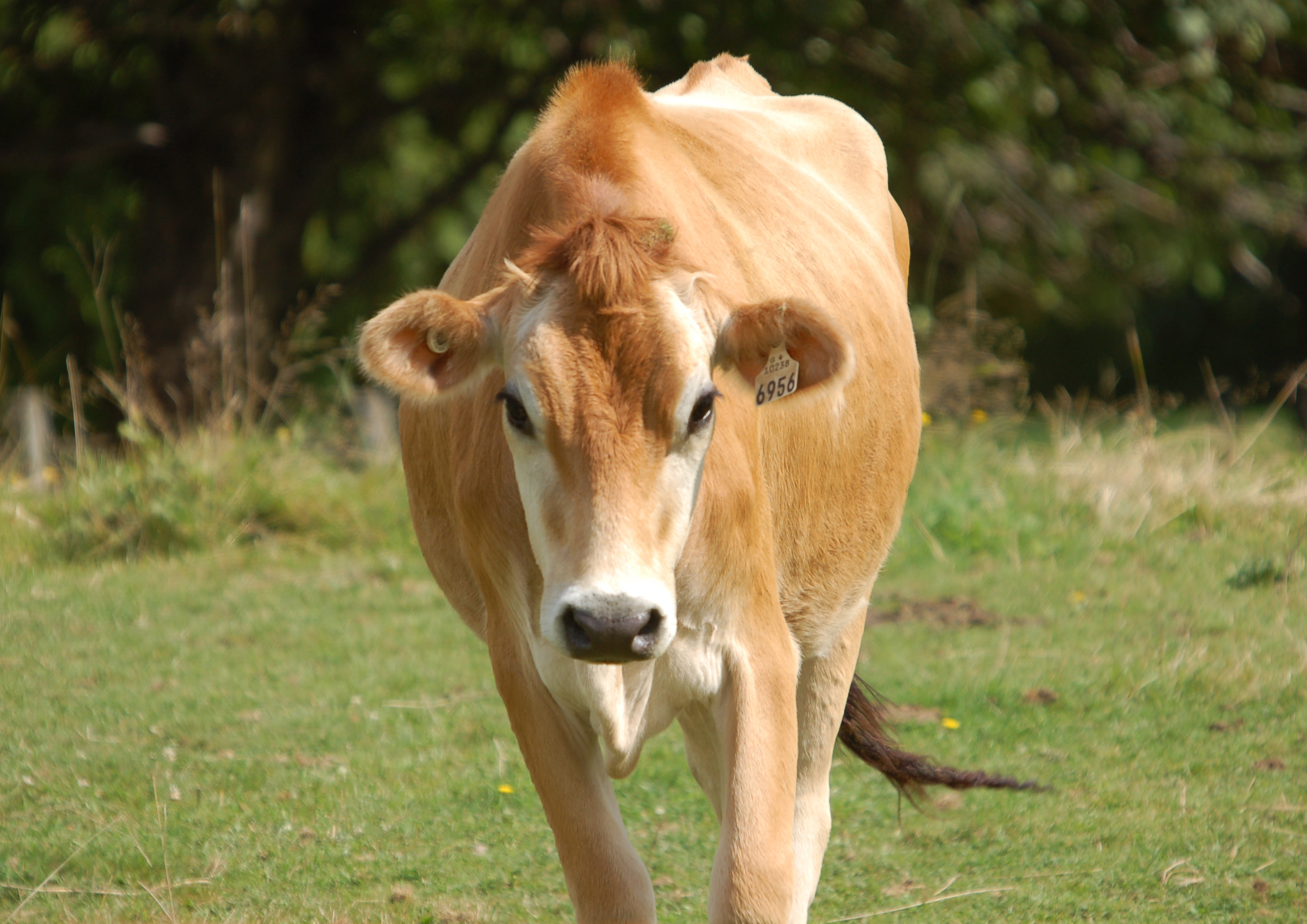 Playful cow, Happy expression, Joyful creature, Funny pose, 2760x1950 HD Desktop