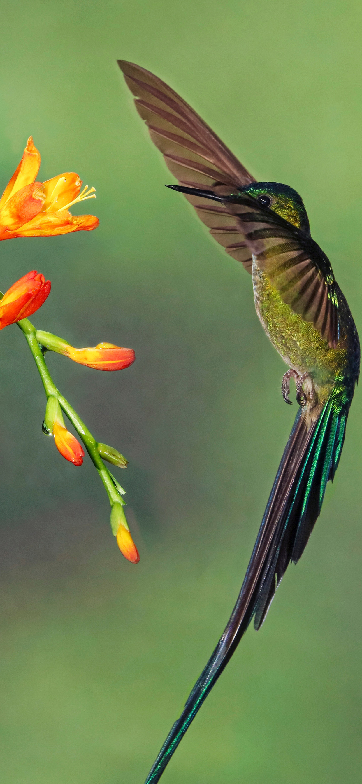 Long-tailed Sylph, Hummingbirds Wallpaper, 1250x2690 HD Phone