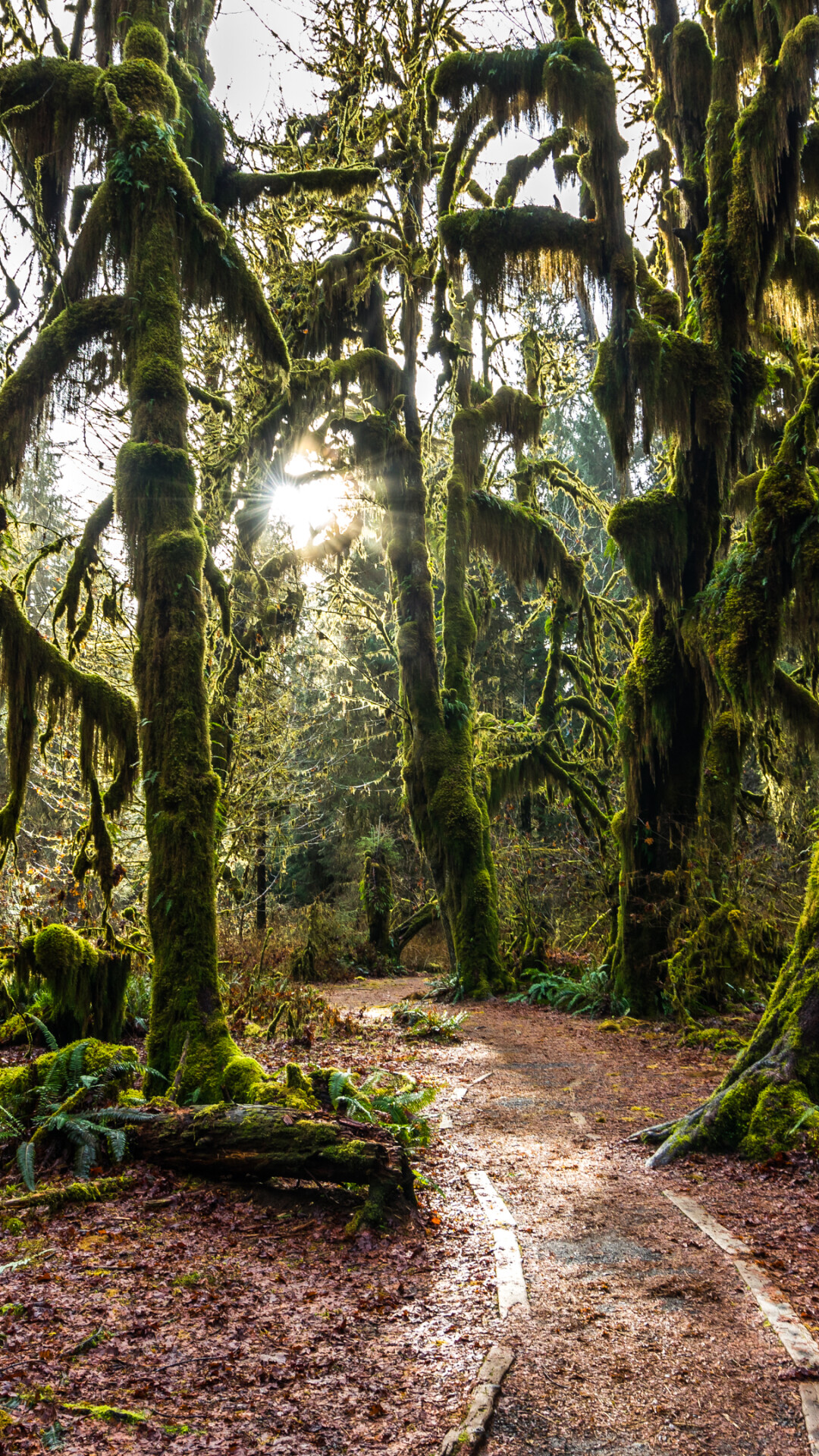 Hoh Rainforest video, Nature's serenade, Captivating visuals, Soothing ambiance, 1080x1920 Full HD Phone