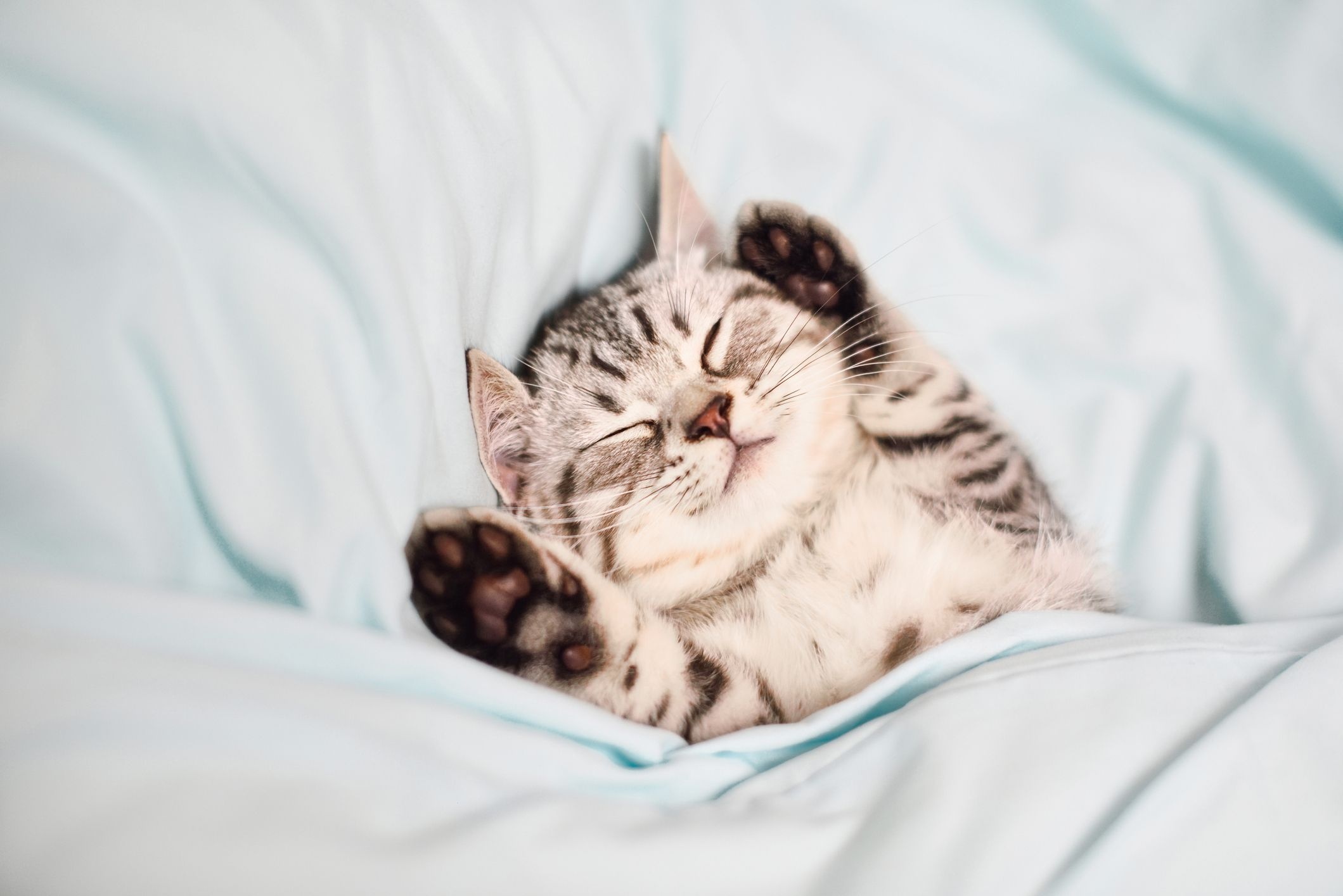 silver tabby kitten, raised kitten paws, light blue blanket, HD Desktop wallpaper