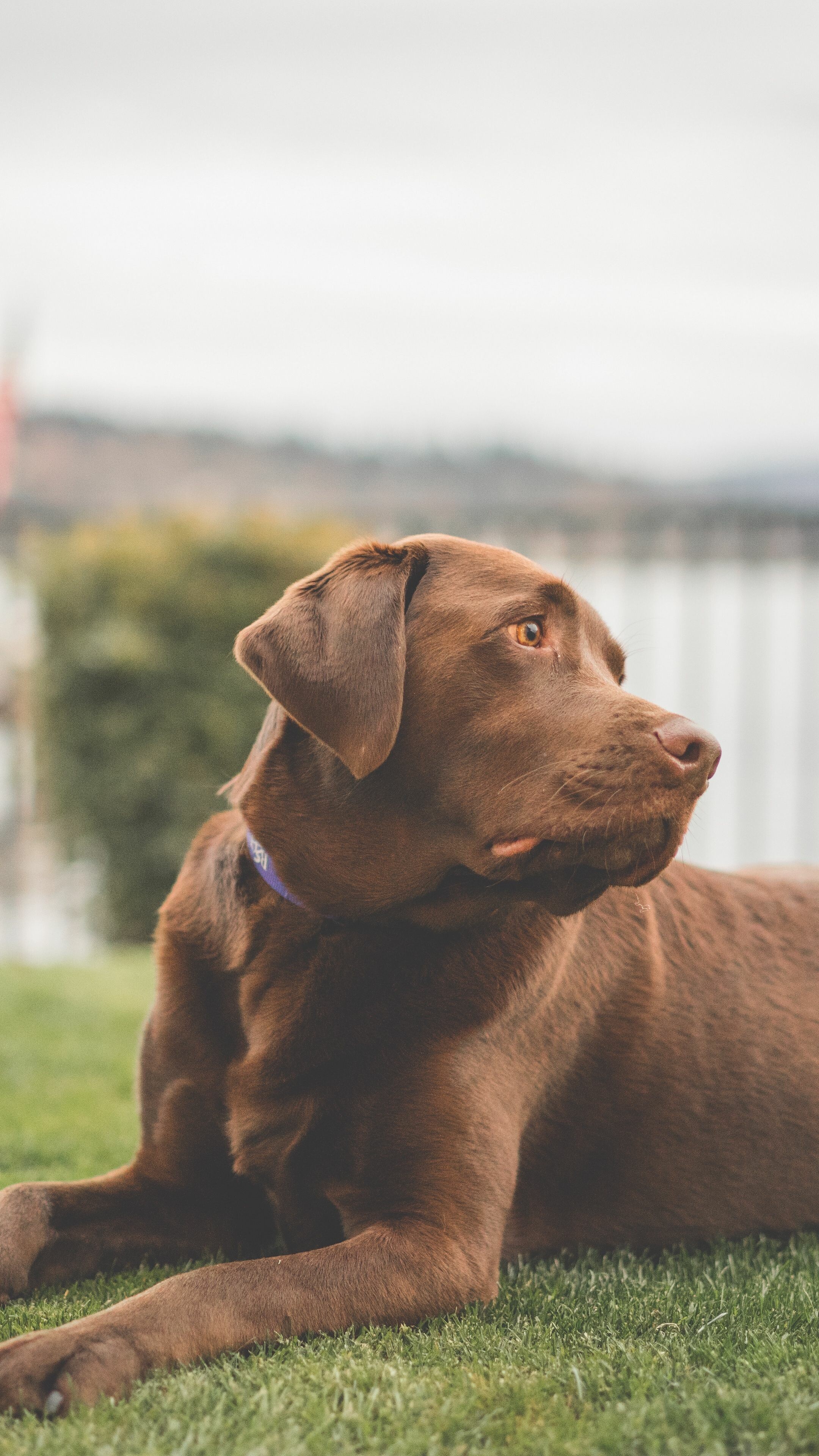 Chocolate, Labrador Retrievers Wallpaper, 2160x3840 4K Phone