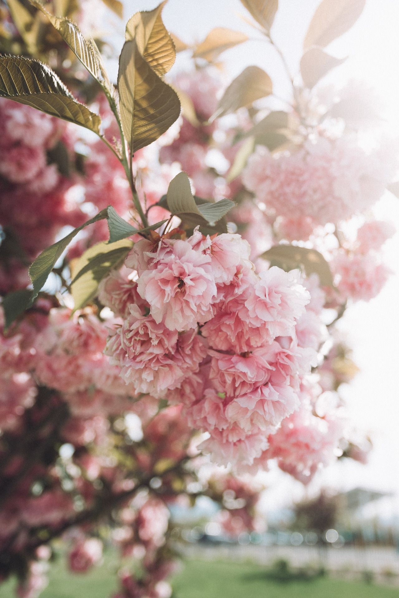 Kanzan cherry blossoms, blooming cherry tree branch, backlit spring sunlight, HD Phone wallpaper