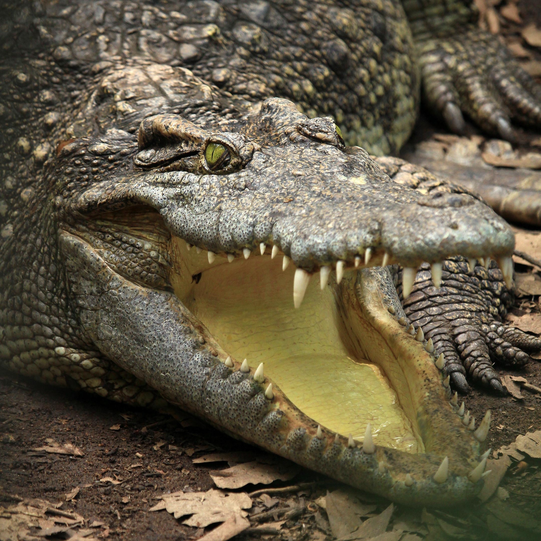 Alligator board phone wallpaper, John Cunningham, Animal graphics, Smartphone screen, 2160x2160 HD Phone