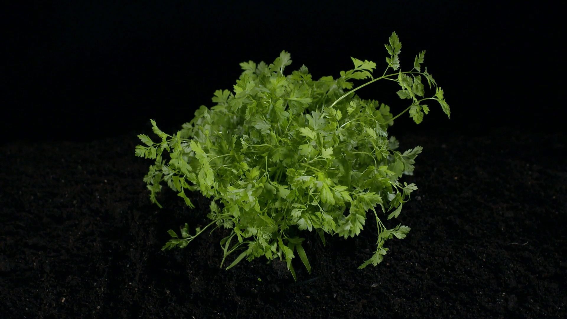 Chervil, Tasty and healthy herb, Britannica, 1920x1080 Full HD Desktop