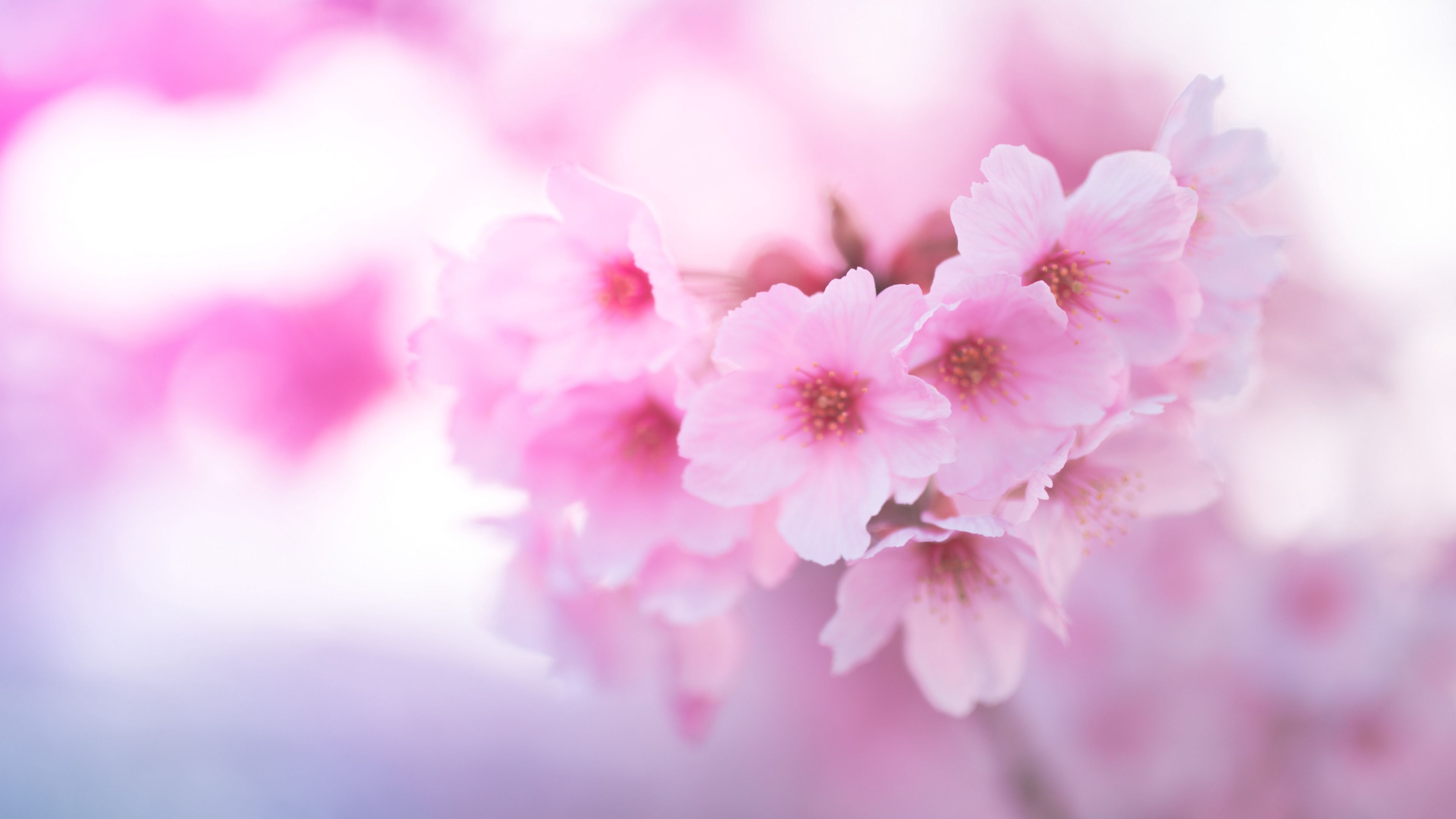 Pink sakura cherry blossoms, Blooming cherry blossom cluster, Pastel pink floral bokeh, 4K Desktop wallpaper