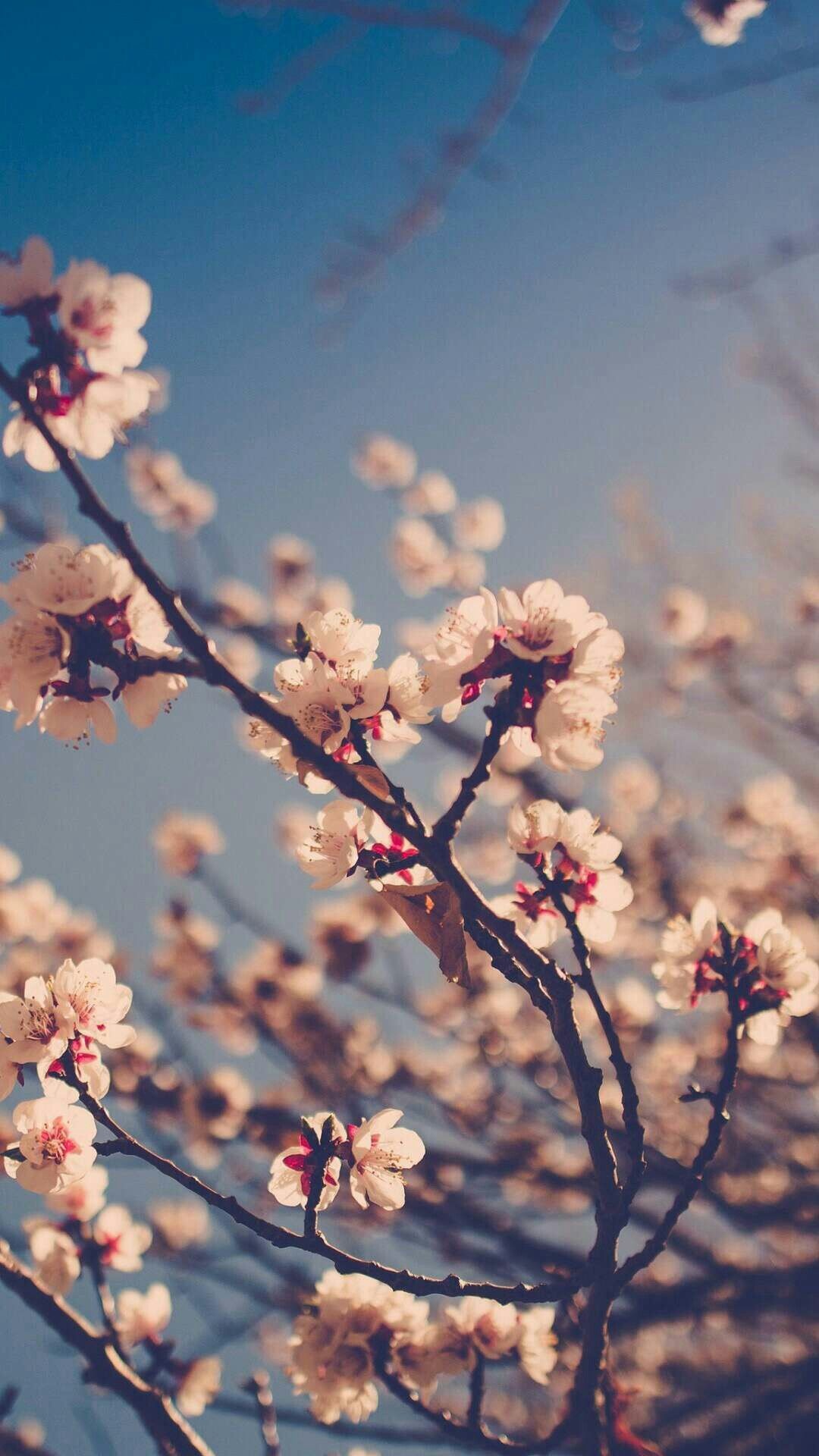 Blooming sakura branches, Spring flower buds, Vintage blue sky, Full HD Phone wallpaper