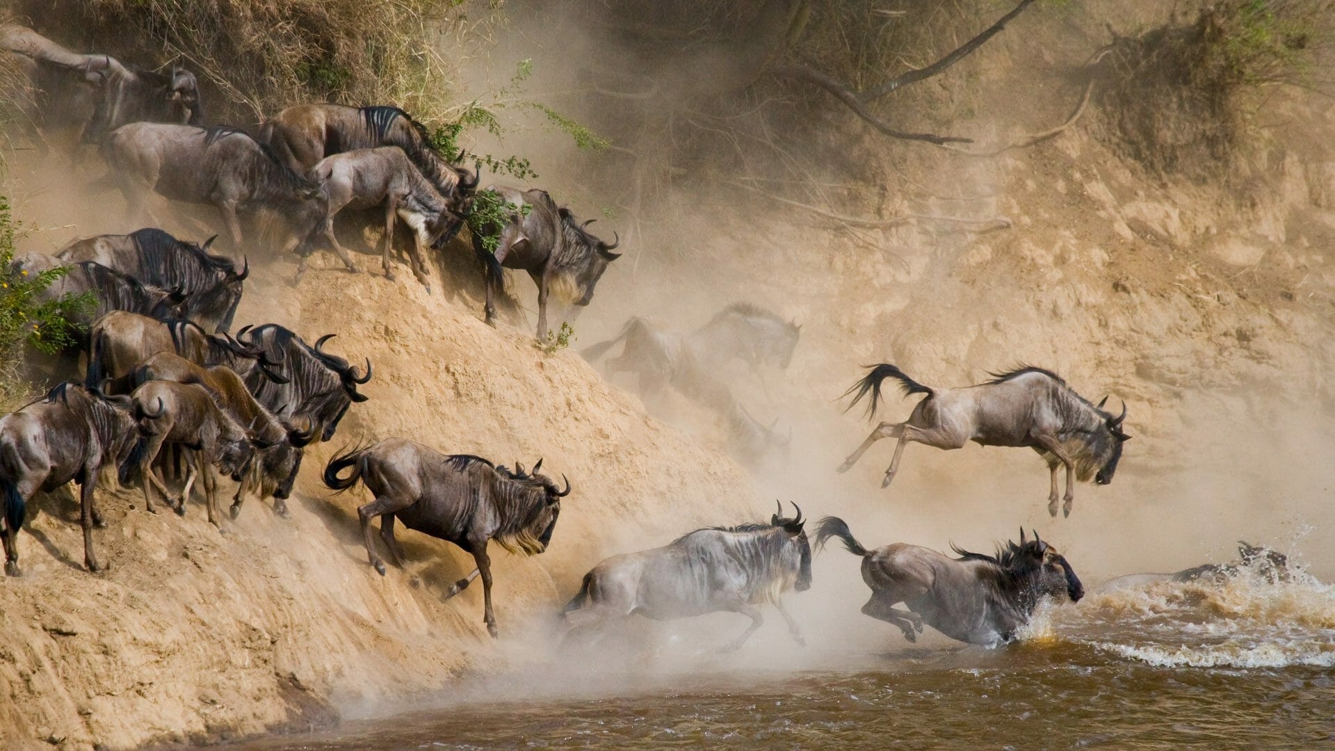 Serengeti National Park, Exclusive, Africa Safaris, Discover, 1920x1080 Full HD Desktop