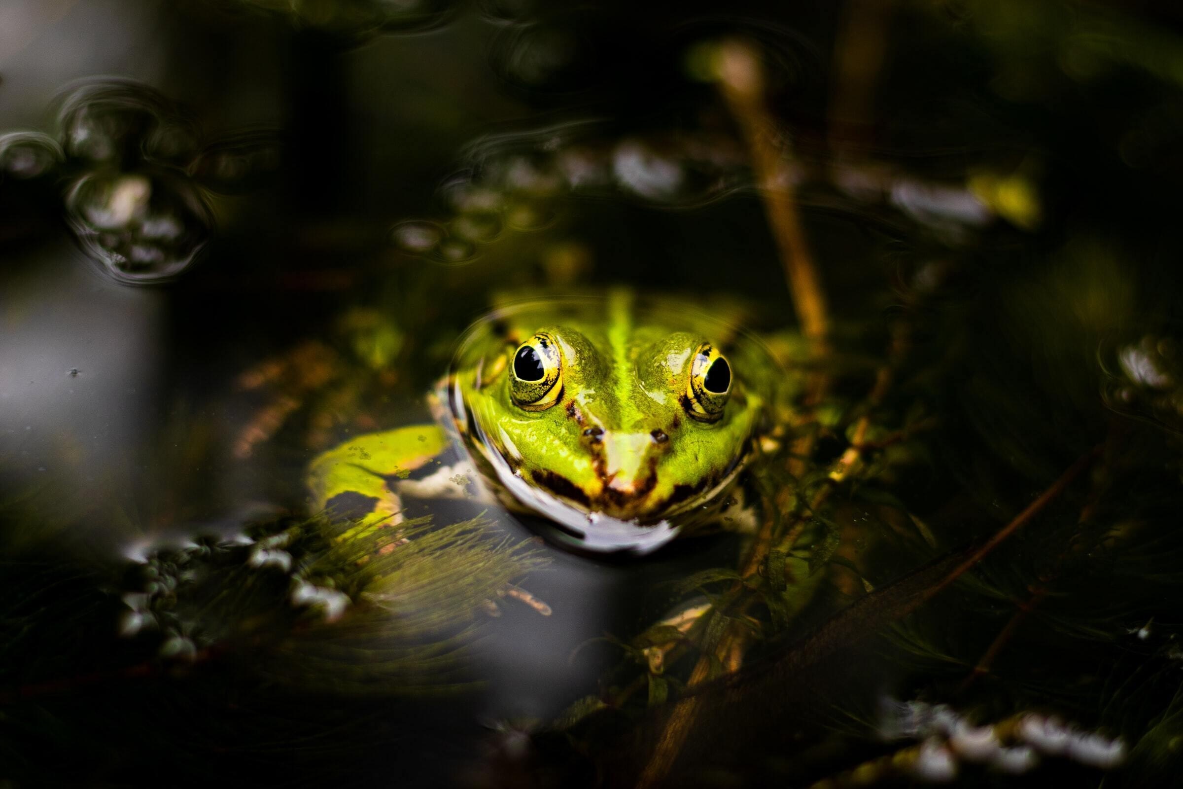 Frog wallpapers, Vibrant colours, Striking patterns, Desktop beauty, 2400x1600 HD Desktop