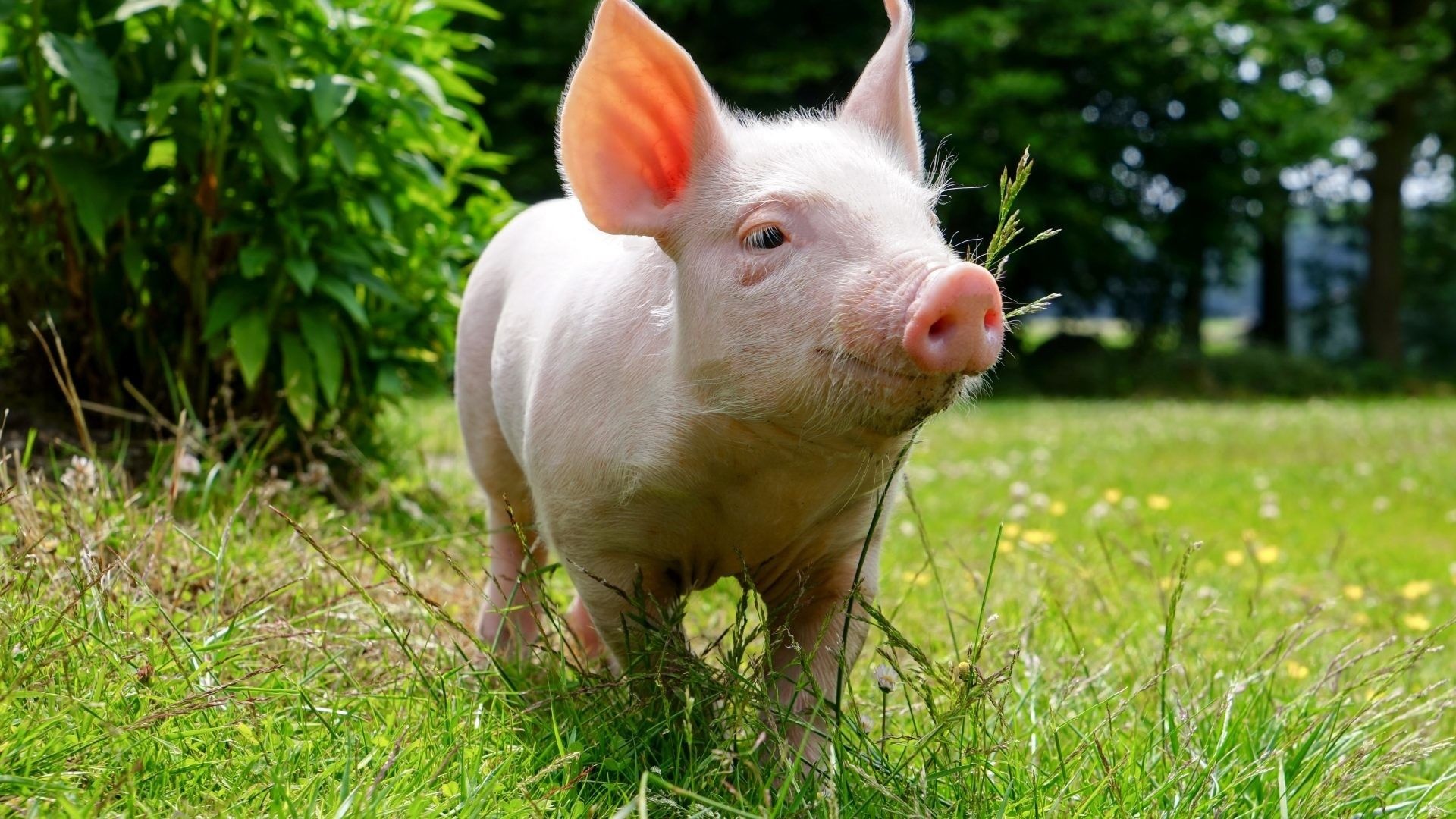 Captivating pig wallpapers, Farm animal charm, Oink-tastic backgrounds, Playful snouts, 1920x1080 Full HD Desktop