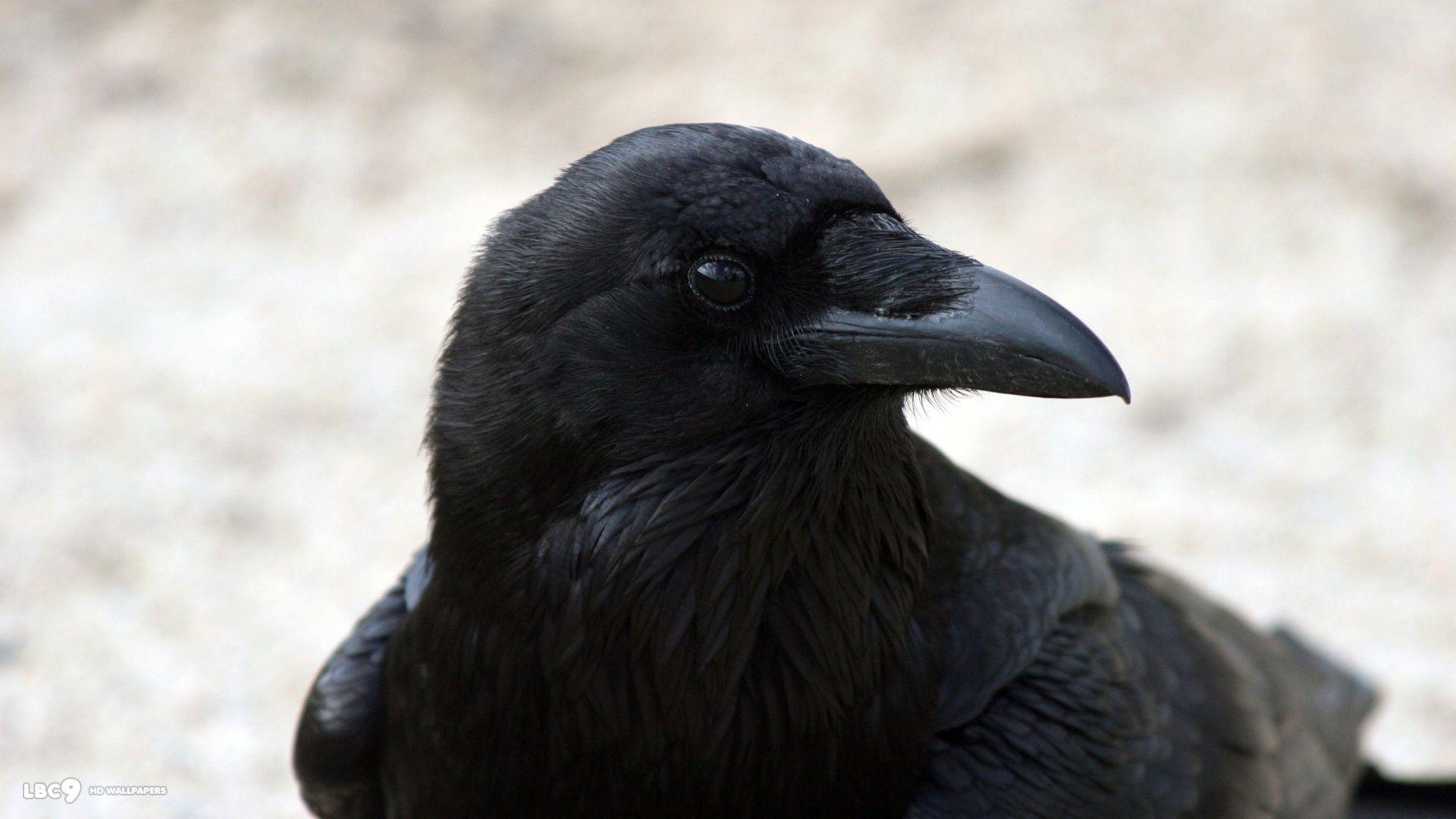 Raven bird wallpapers, Free backgrounds, Avian beauty, Wildlife photography, 1920x1080 Full HD Desktop