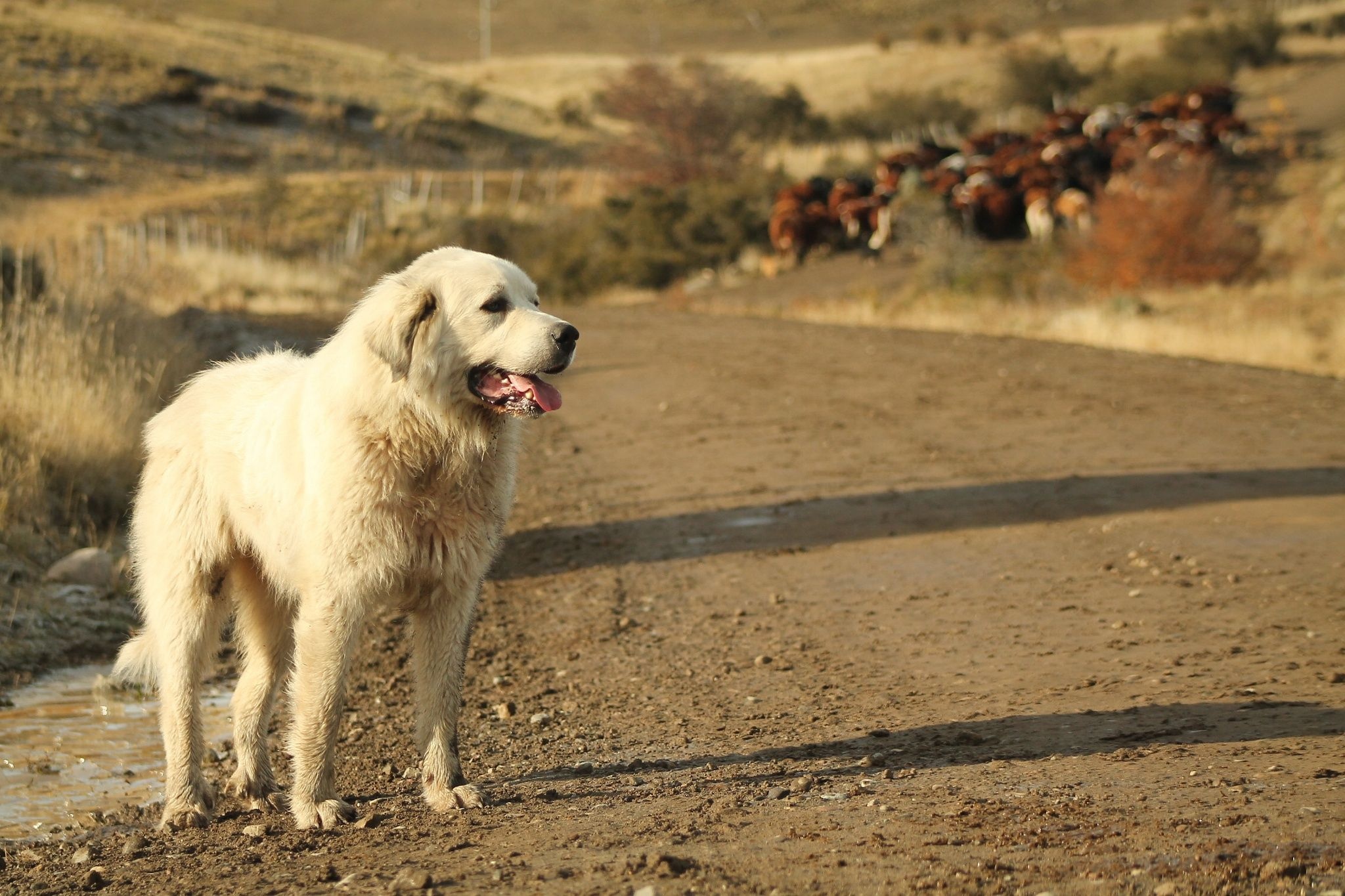Akbash Dog, Akbash dogs, 2050x1370 HD Desktop