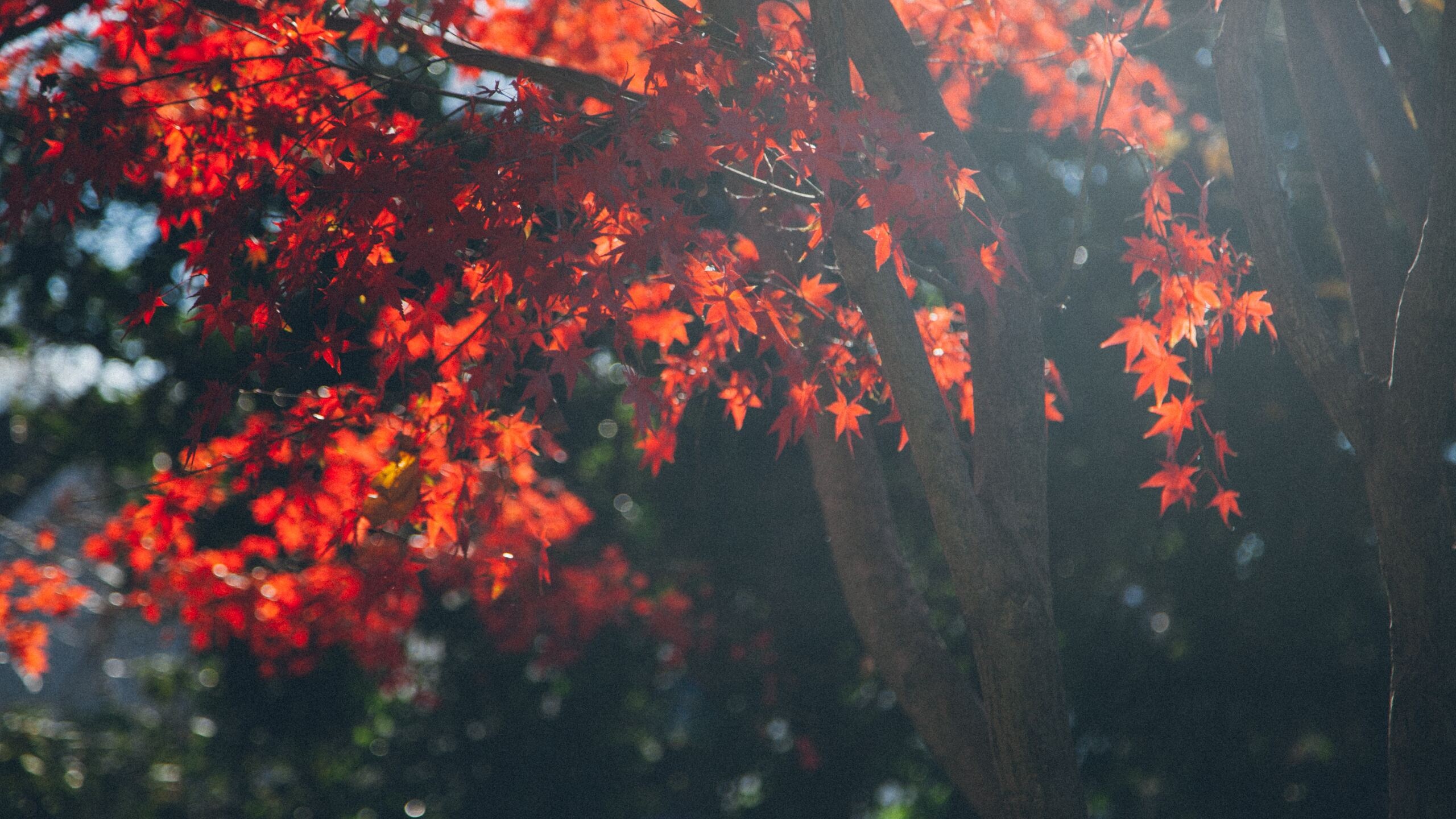 Maple tree leafs, 5K resolution, HD wallpapers, High-quality images, 2560x1440 HD Desktop