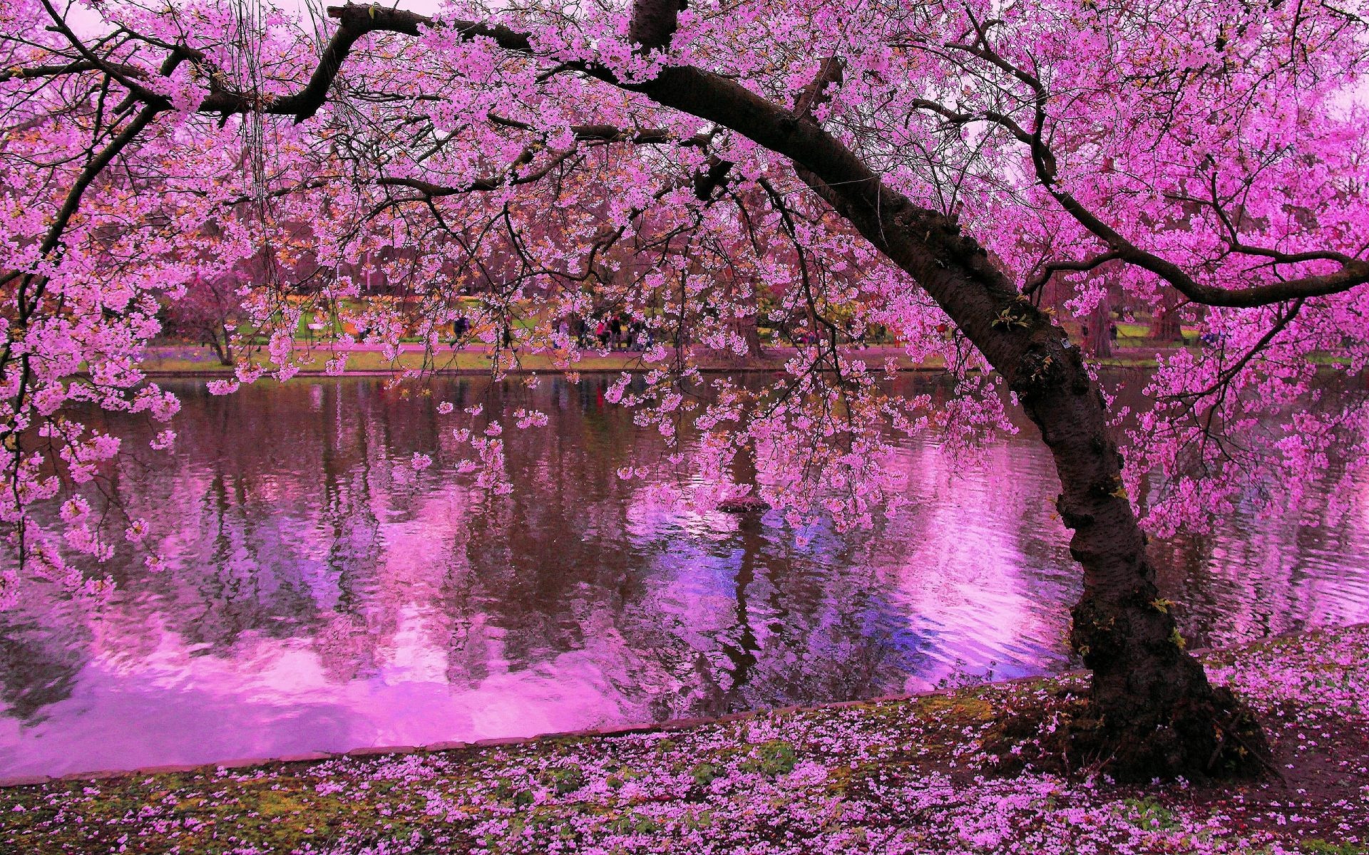 Blooming cherry blossom tree, Pink petal pond reflection, Fallen blossom carpeted bank, HD Desktop wallpaper