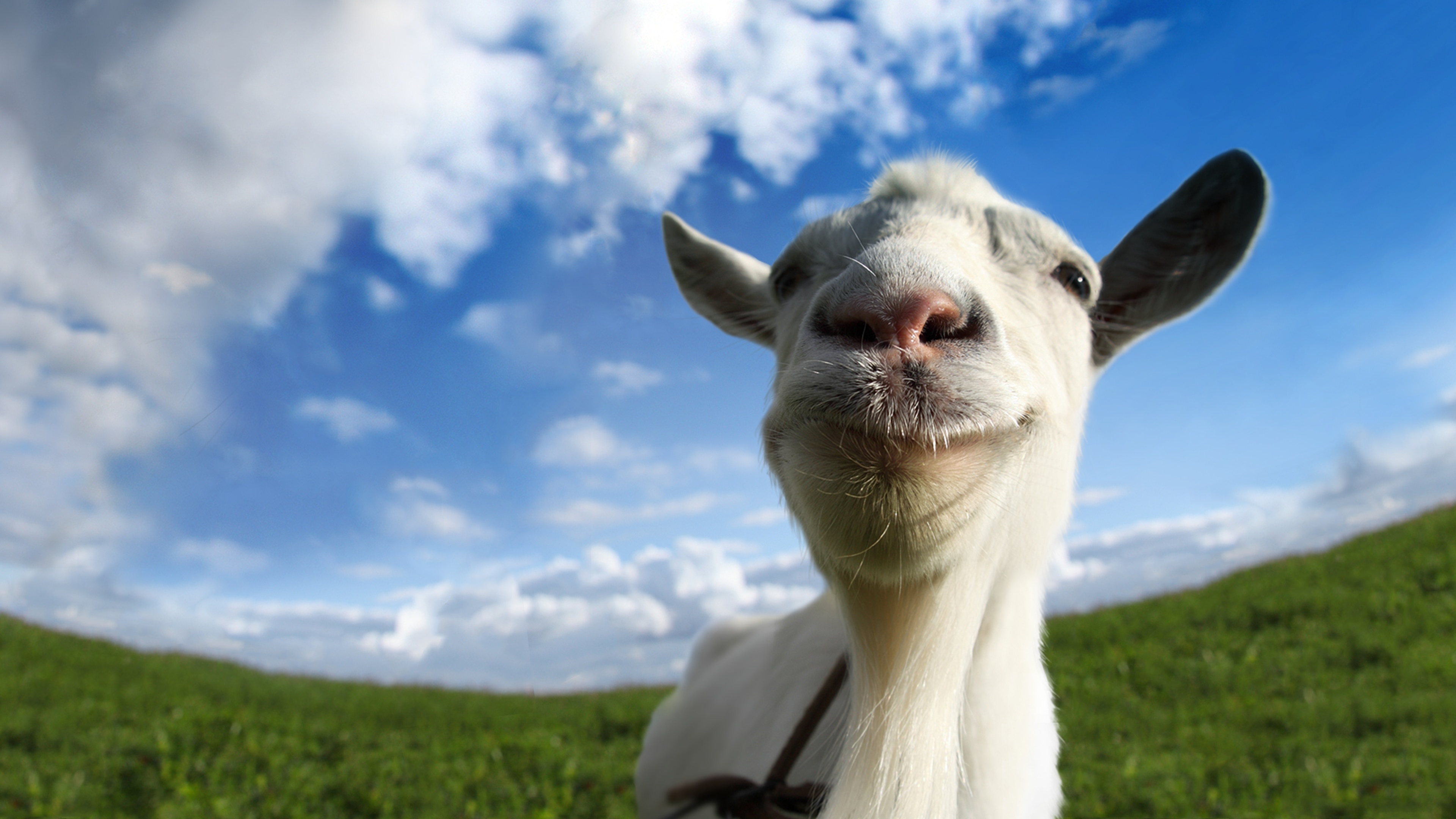 Goat Simulator, Goats Wallpaper, 3840x2160 4K Desktop