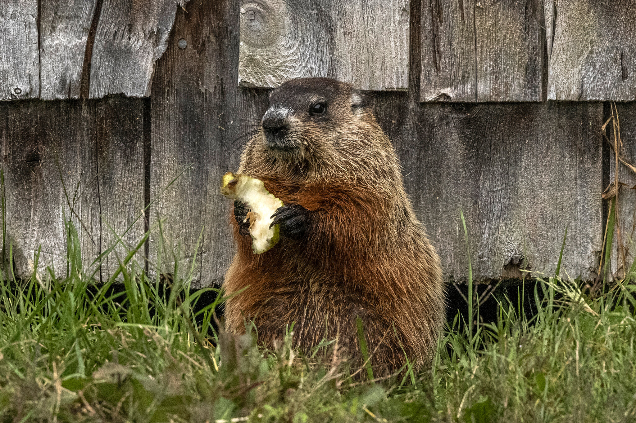 Groundhog, Munching marmots, Scientific shadows, The New York Times, 2050x1370 HD Desktop