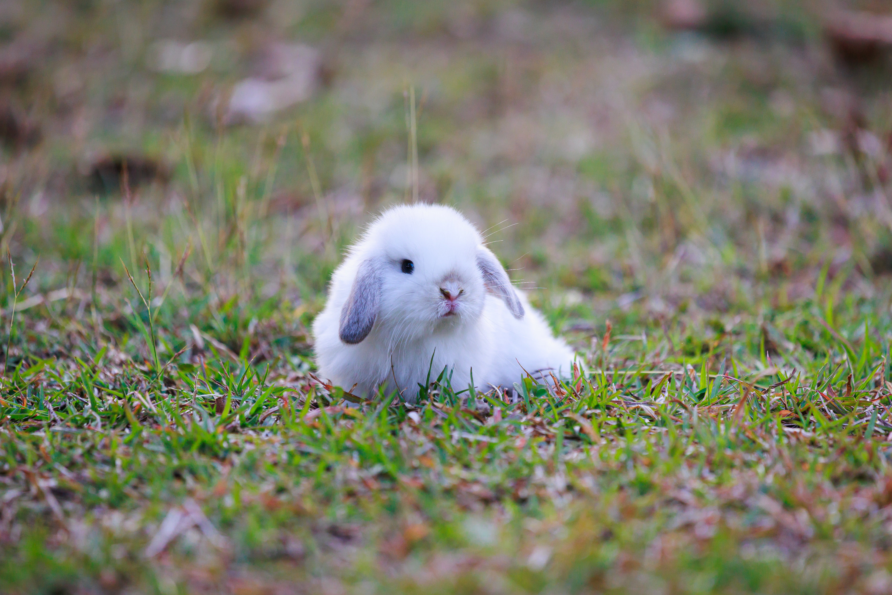 White lop-eared bunny, Green grass lawn, Soft bokeh background, HD Desktop wallpaper