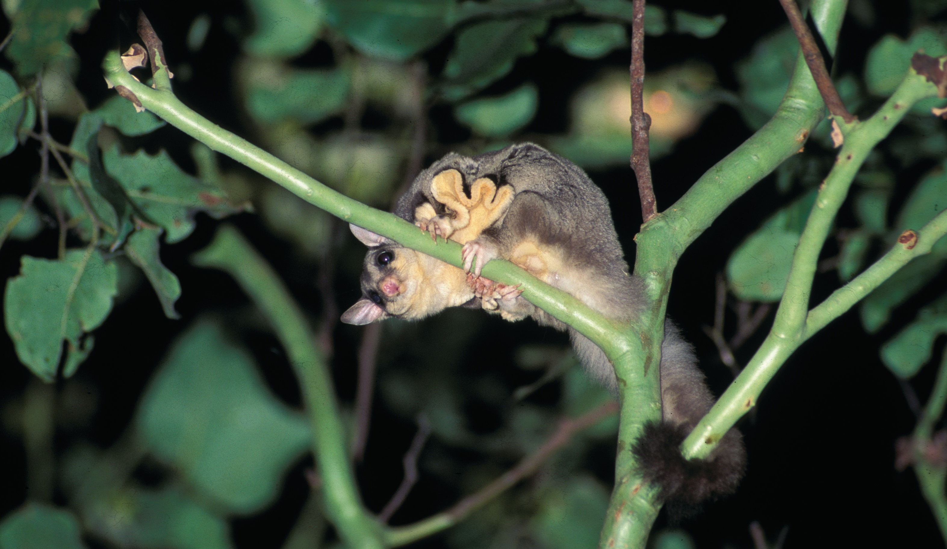 Sugar gliders, Natural beauty, Wilderness inhabitants, Nature's cuties, 3150x1830 HD Desktop