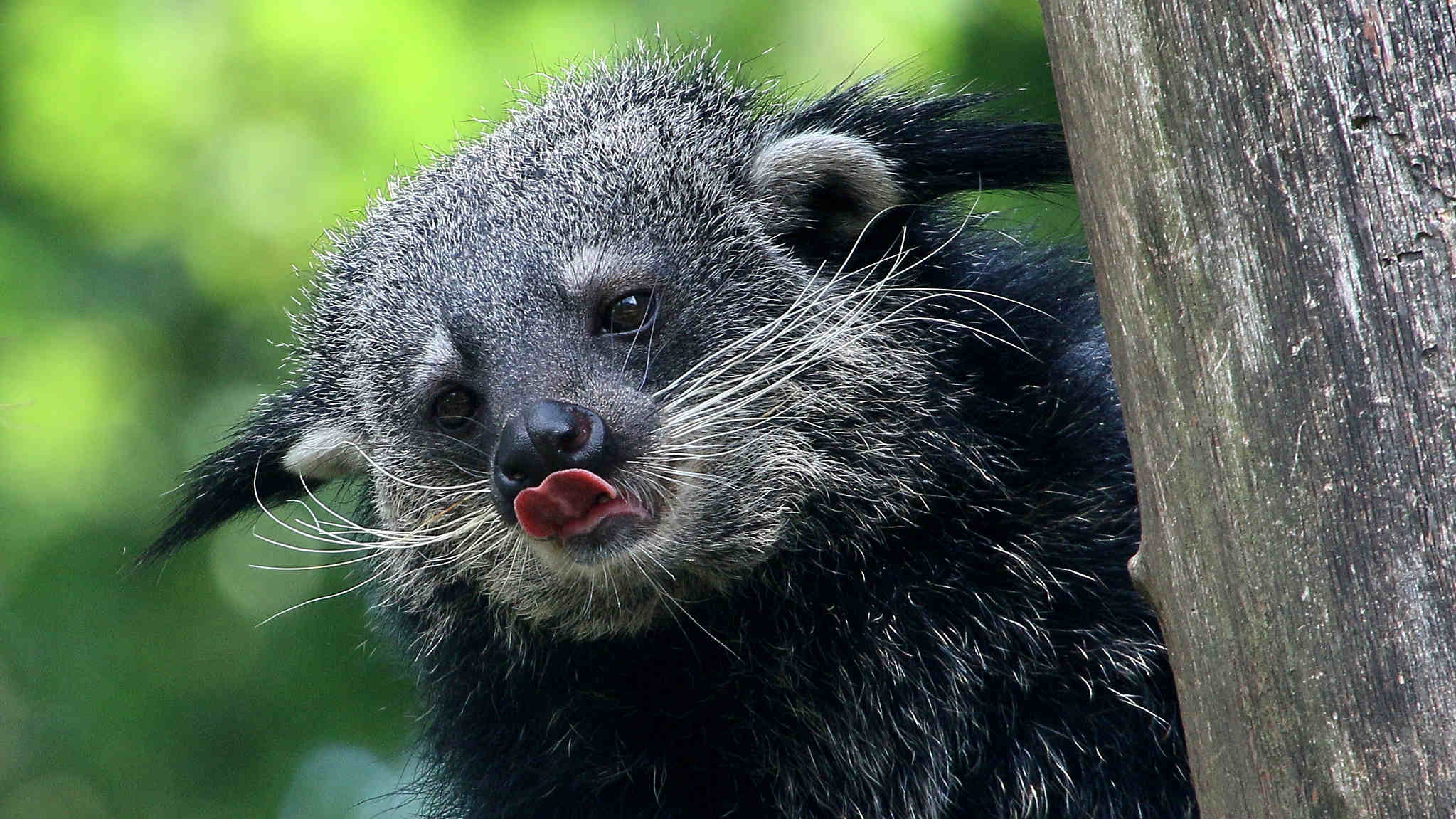 Binturong, Wildlife of China, Bearcat, Buttered popcorn smell, 2050x1160 HD Desktop