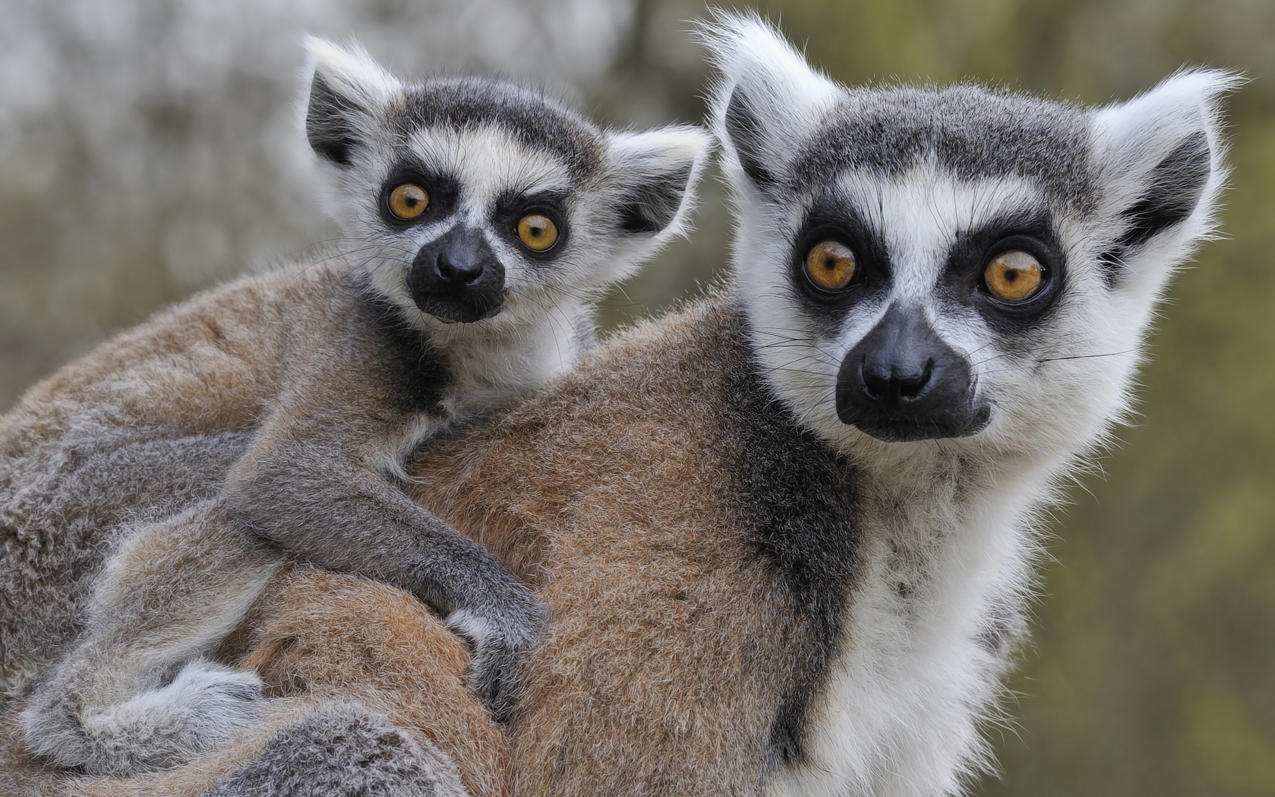 Lemur mother, Baby lemur, Protective bond, Cute interaction, 2560x1600 HD Desktop