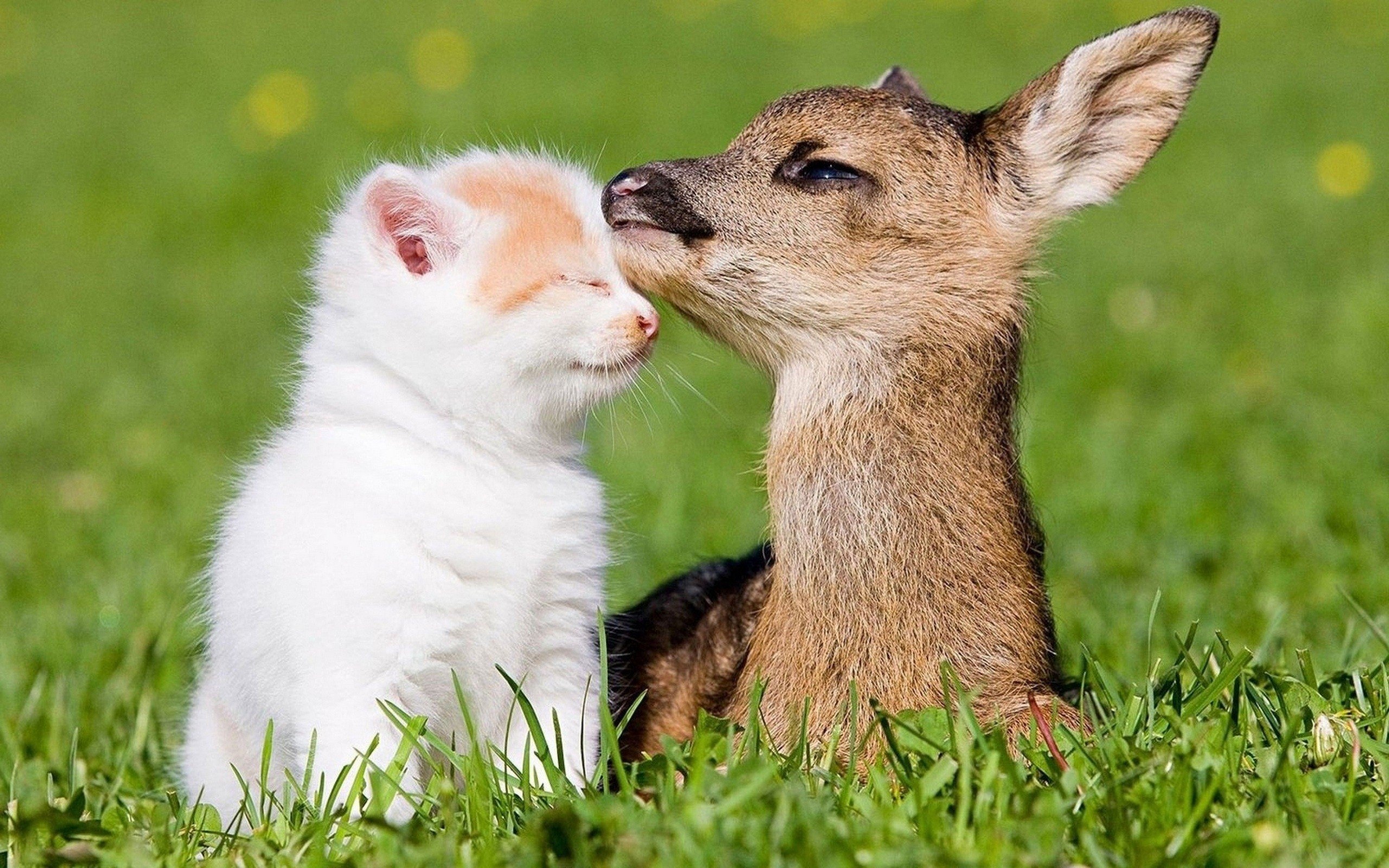 Captivating deer, Adorable child, Farm tranquility, Feline company, 2560x1600 HD Desktop