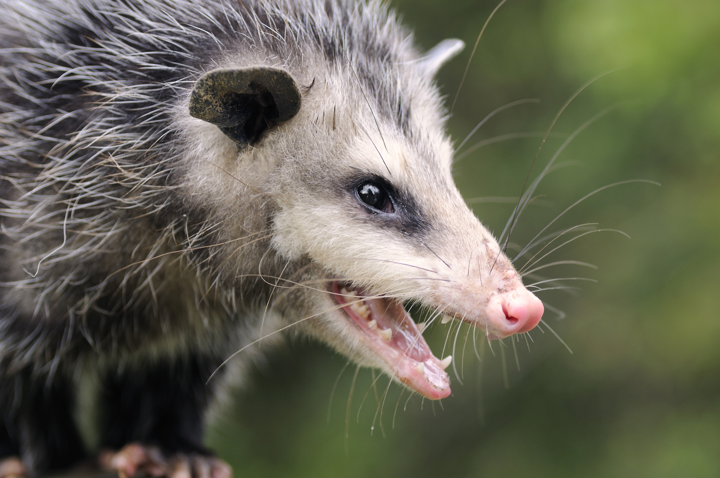 Coexisting with opossums, Neighborhood wildlife, Harmony with nature, Respectful cohabitation, 3000x2000 HD Desktop