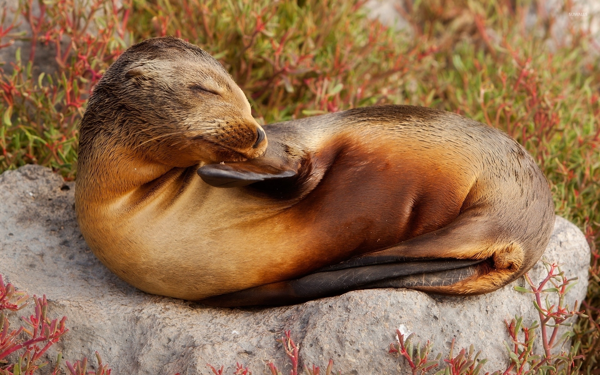 Sea lion sleeping, Animal wallpapers, 1920x1200 HD Desktop