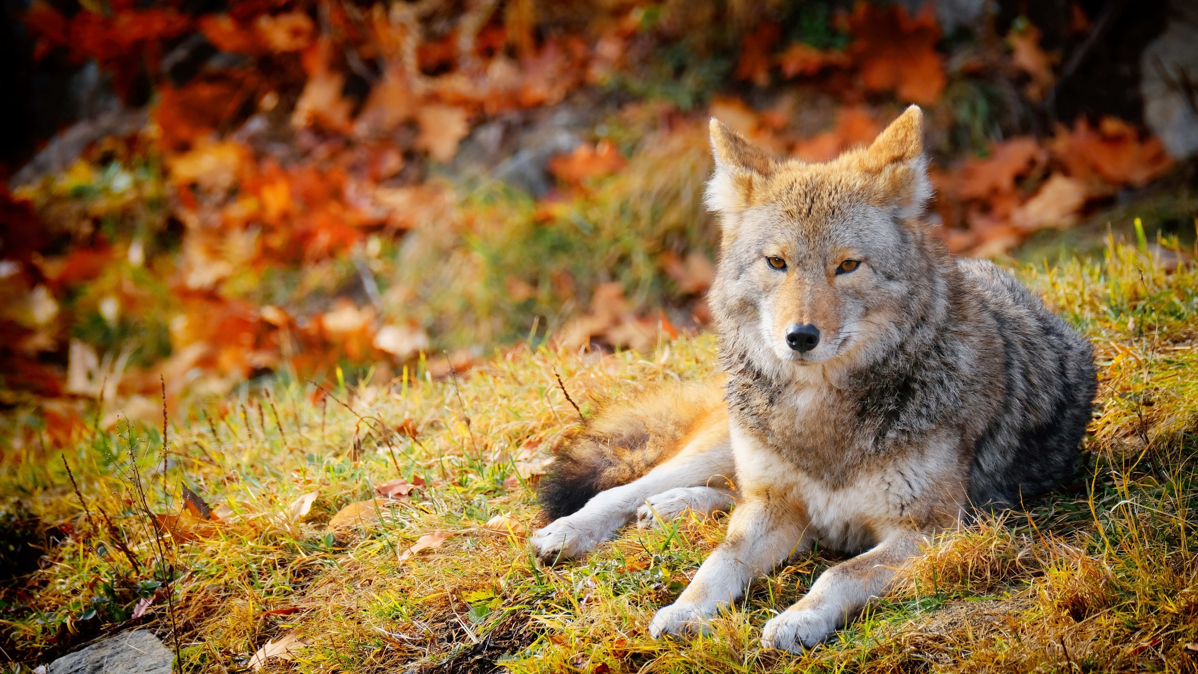 Gray Wolf, Ultra HD image, Stunning wallpaper, Magnificent wildlife, 3840x2160 4K Desktop