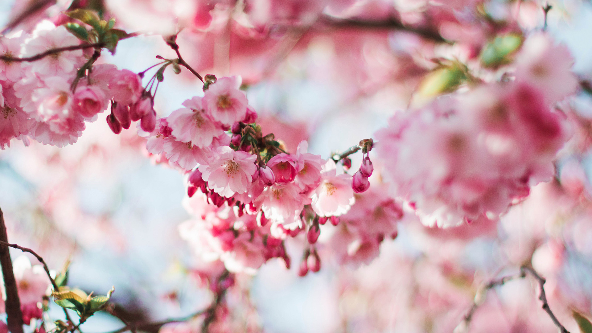Pink sakura blossoms, Blooming cherry tree branch, Spring floral canopy, Full HD Desktop wallpaper