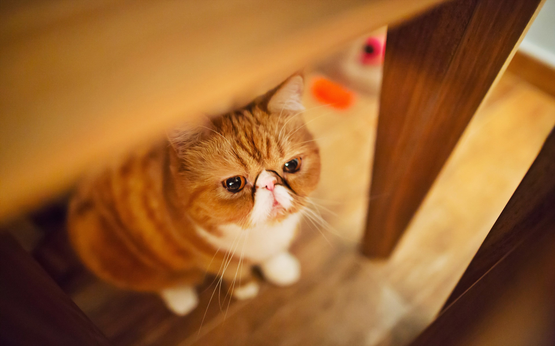 Exotic Shorthair Cat, Ginger cat bokeh, Pets cats, High quality, 1920x1200 HD Desktop