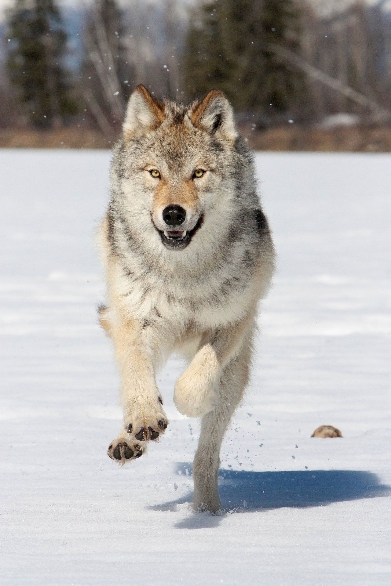 Gray Wolf, Que viene el lobo, Wolf running, Wolf dog, 1280x1920 HD Phone