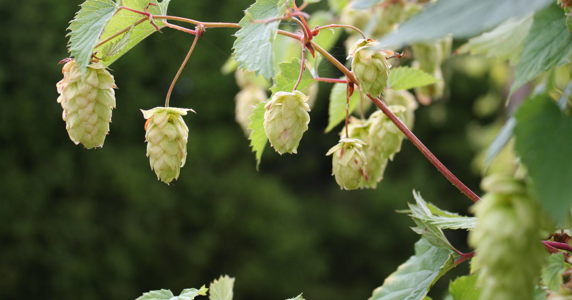 Hop varieties, Hop breeding, Brewing research, Plant genetics, 2400x1260 HD Desktop