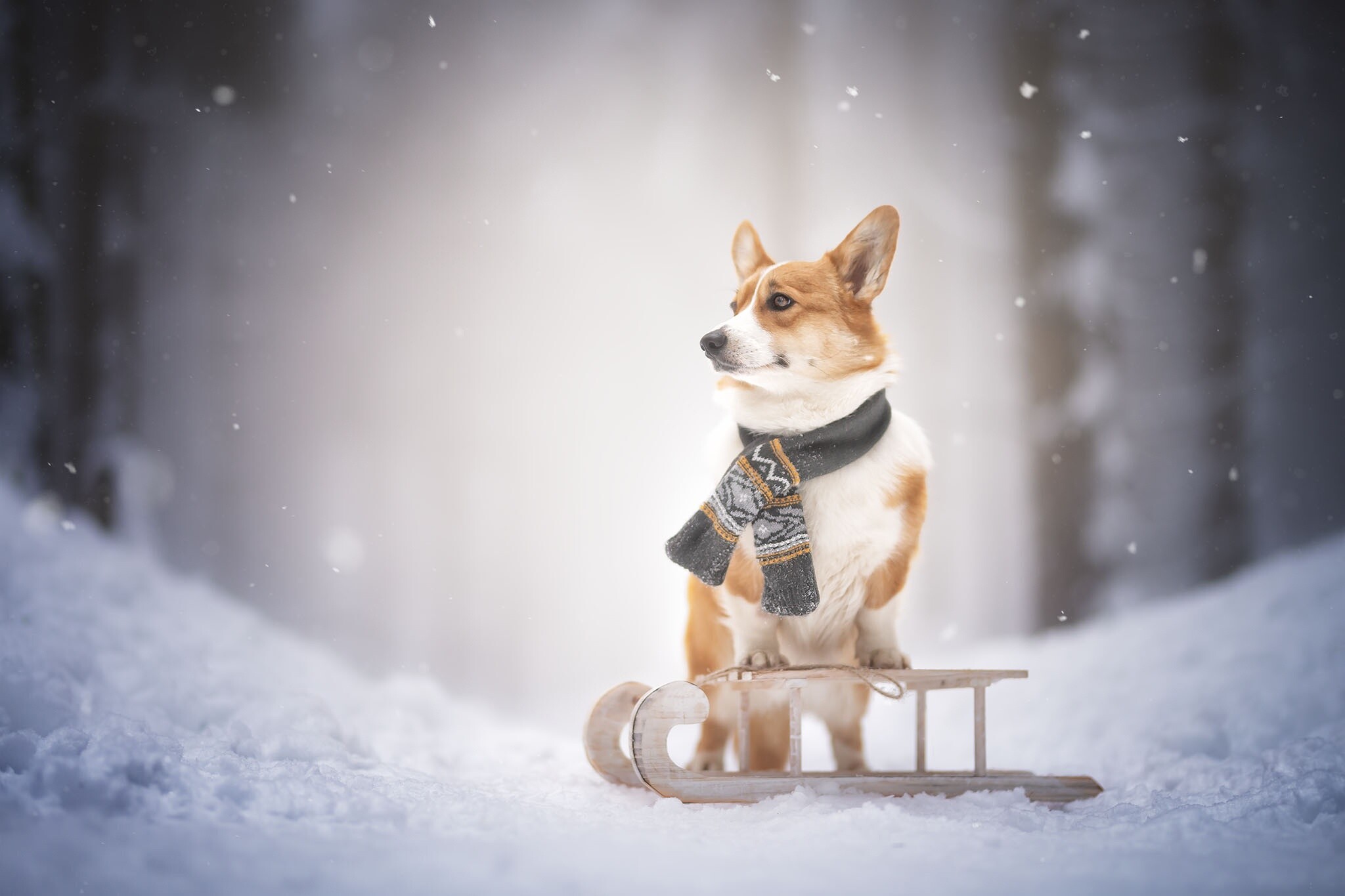 Sled, Corgis Wallpaper, 2050x1370 HD Desktop