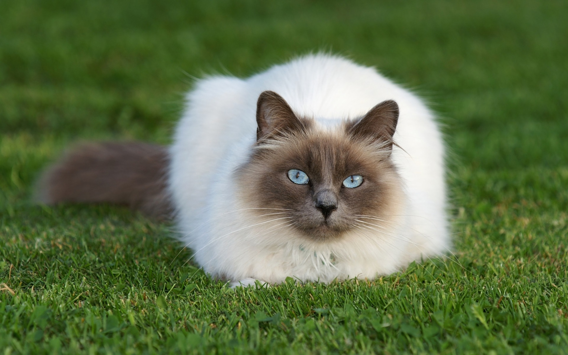 Balinese Cat, HD cat wallpapers, Fluffy feline, Cat's beauty, 1920x1200 HD Desktop